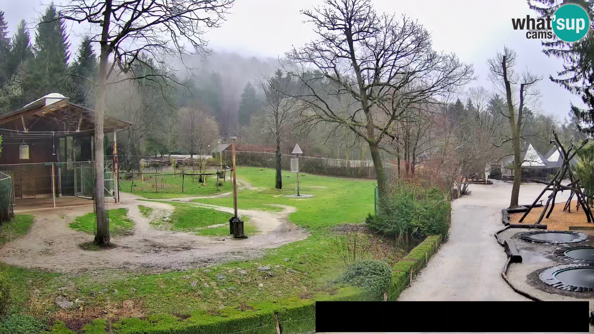 Webcam Zoo Ljubljana – Giraffes