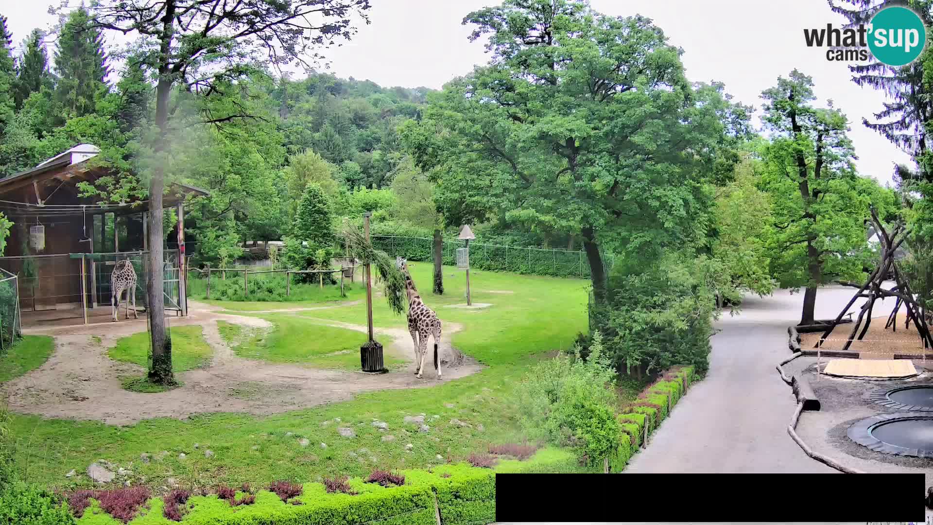 Webcam Zoo Ljubljana – Giraffes