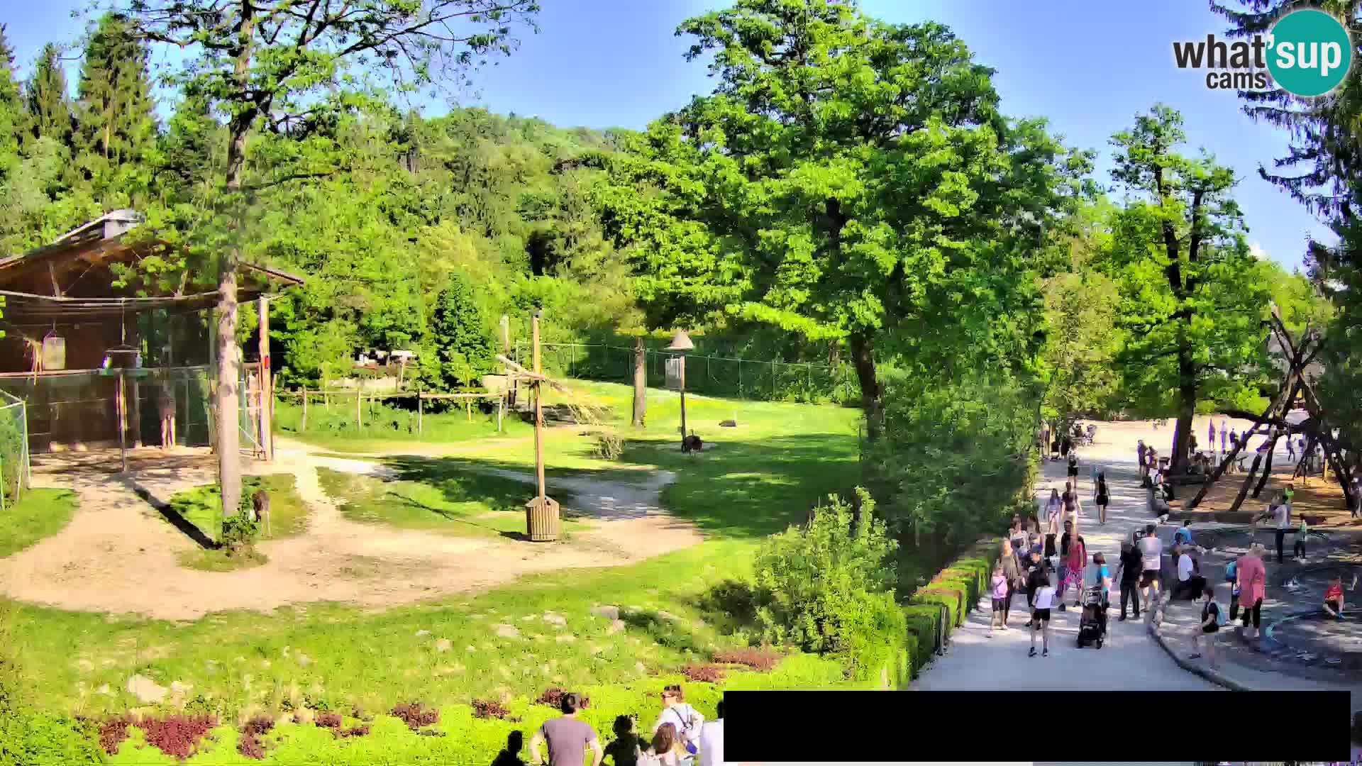 Webcam live Zoo Lubiana – Giraffe