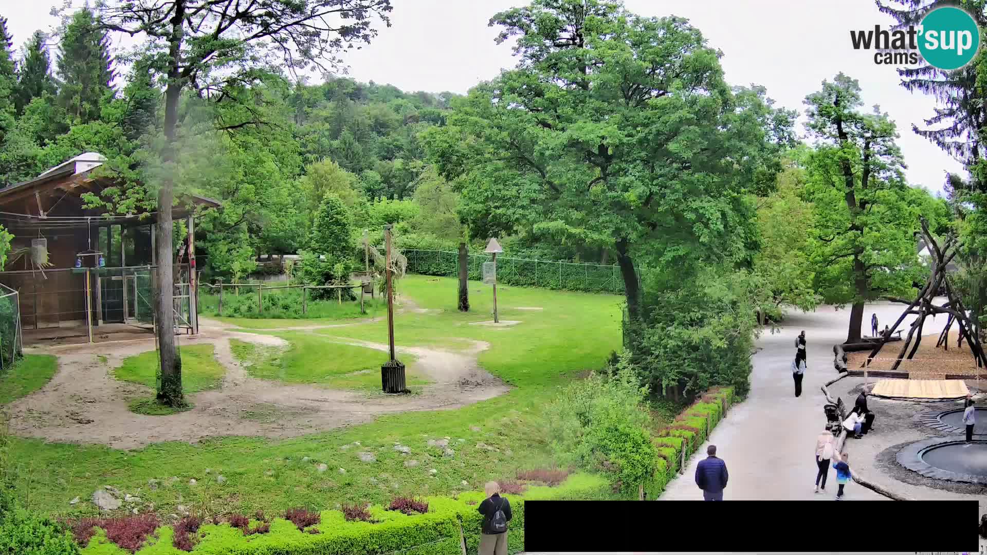 Web kamera Zoo Ljubljana – Žirafe