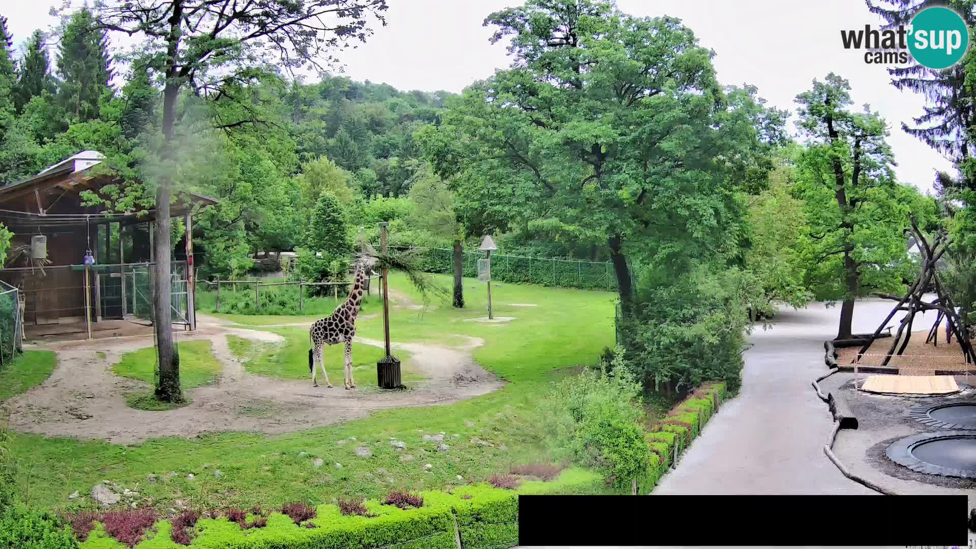 Webcam Zoo Ljubljana – Giraffen