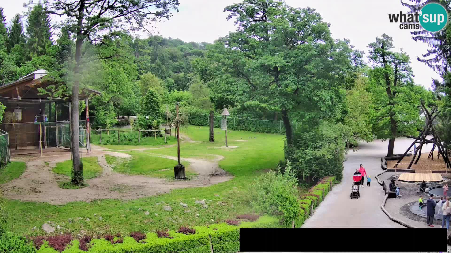 Webcam Zoo Ljubljana – Giraffes