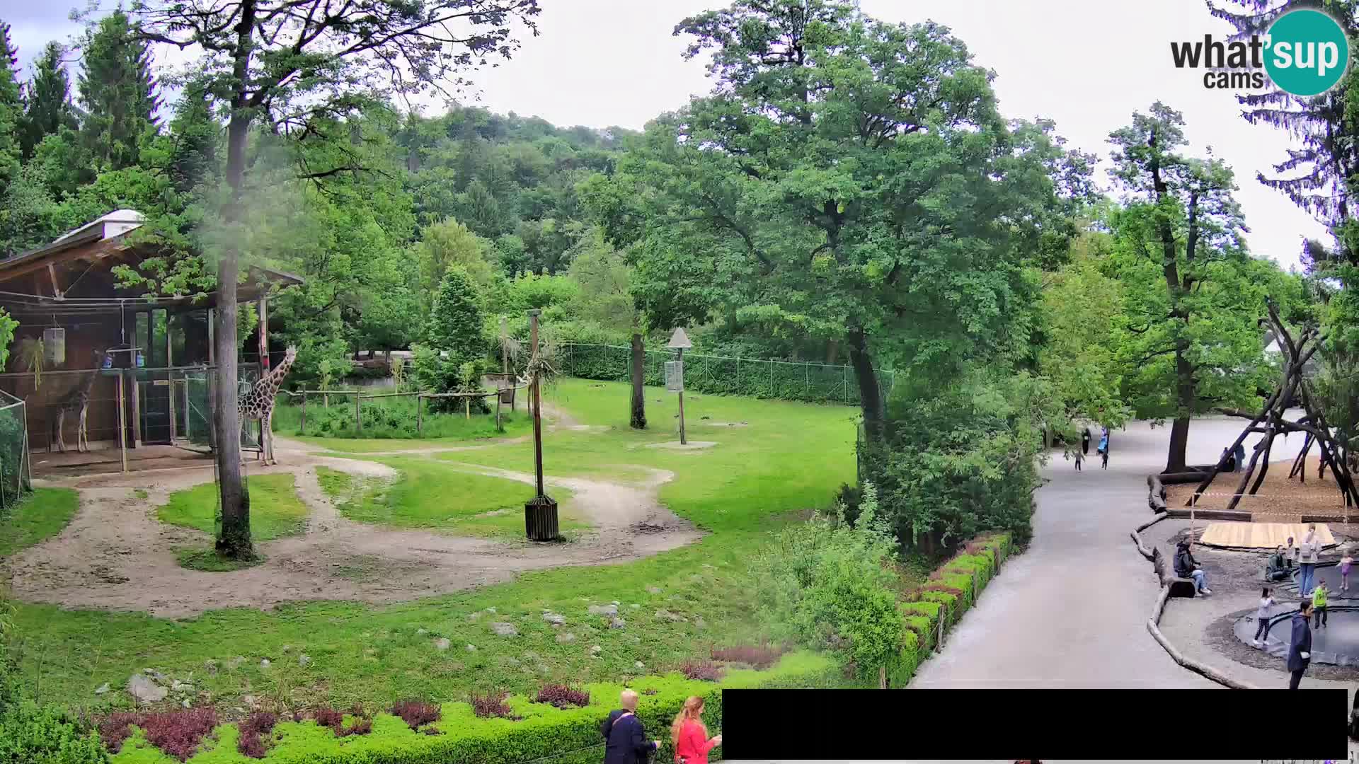 Webcam Zoo Ljubljana – Giraffes