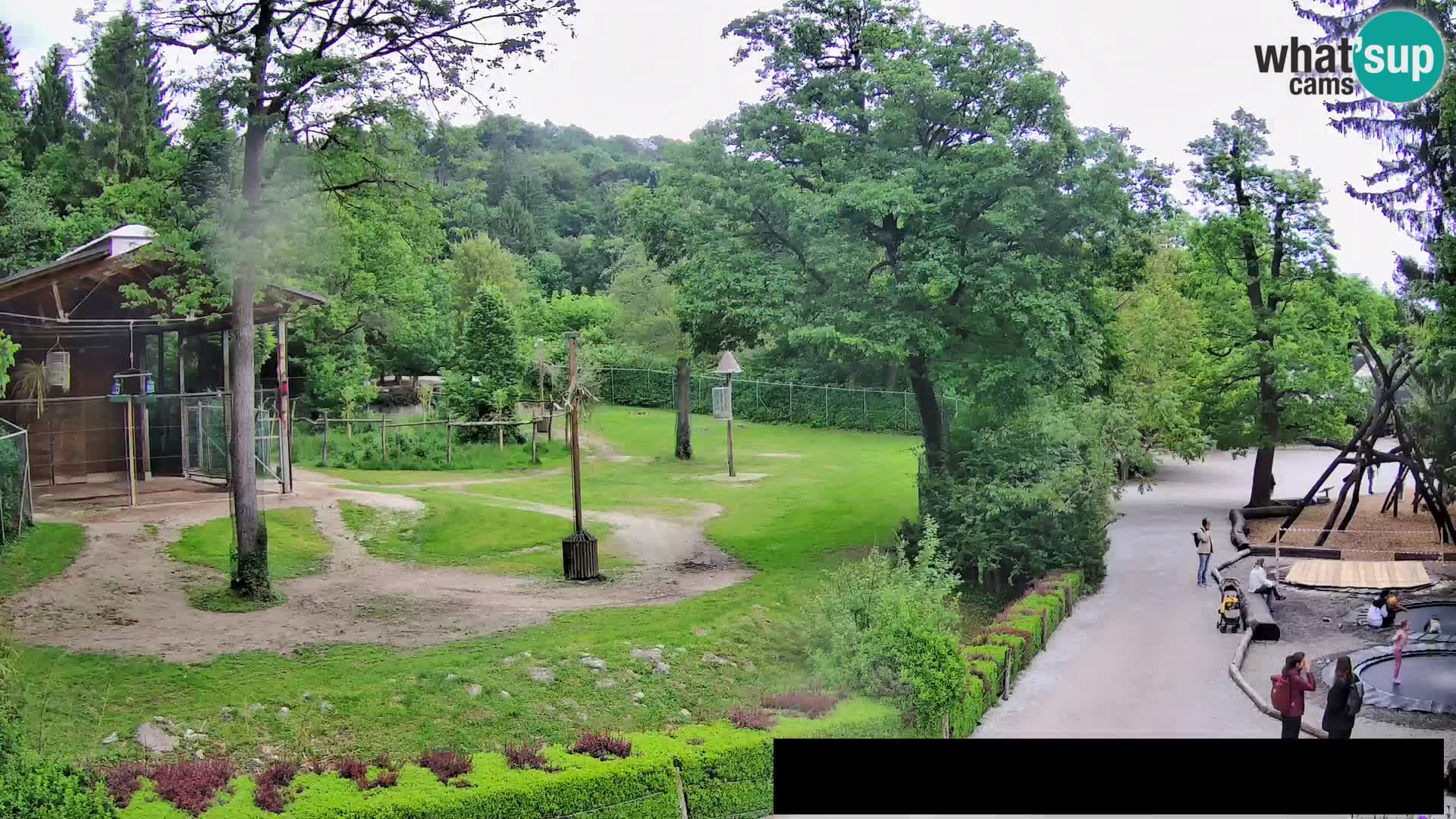 Webcam Zoo Ljubljana – Giraffes