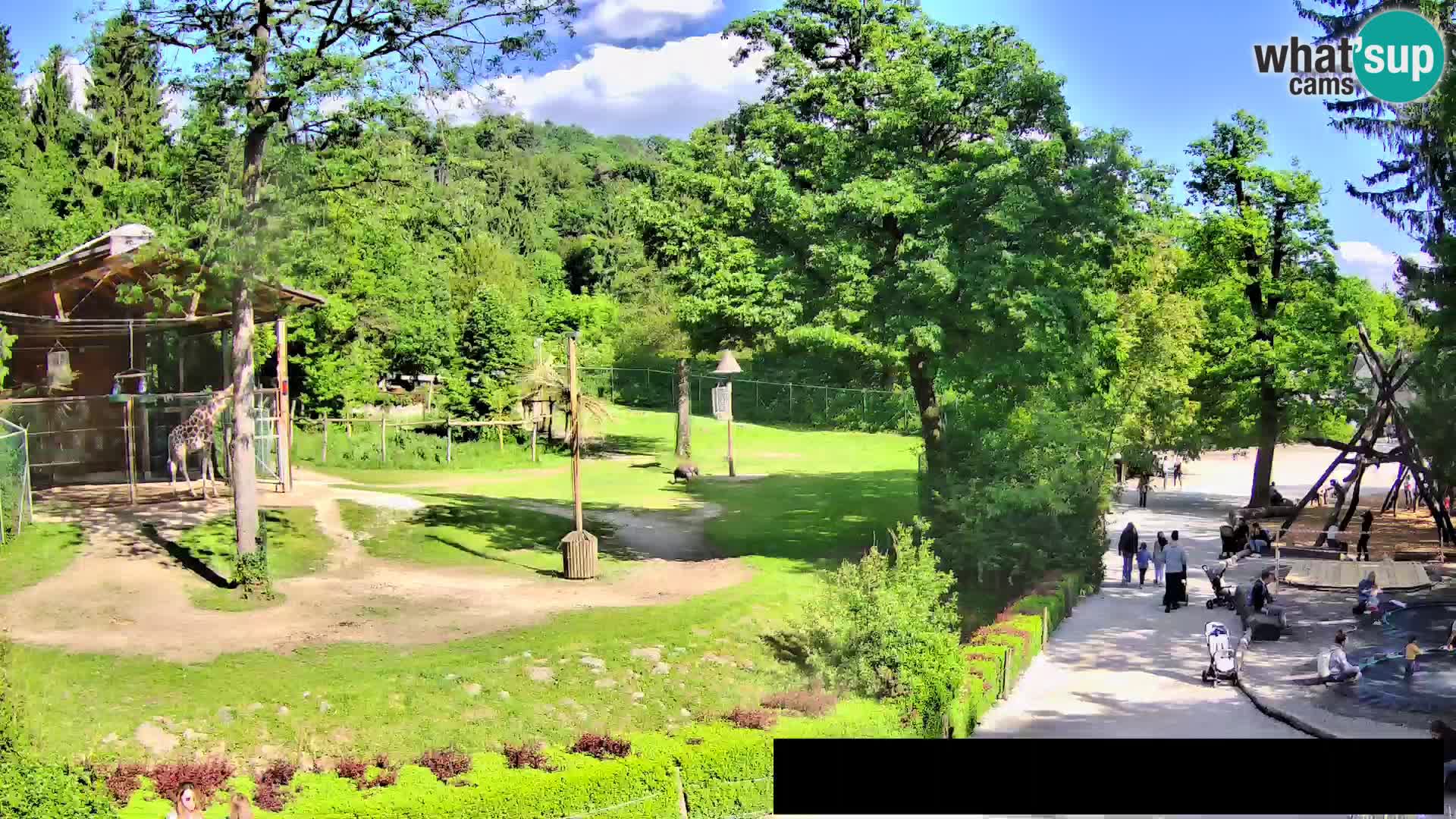 Webcam Zoo Ljubljana – Giraffes