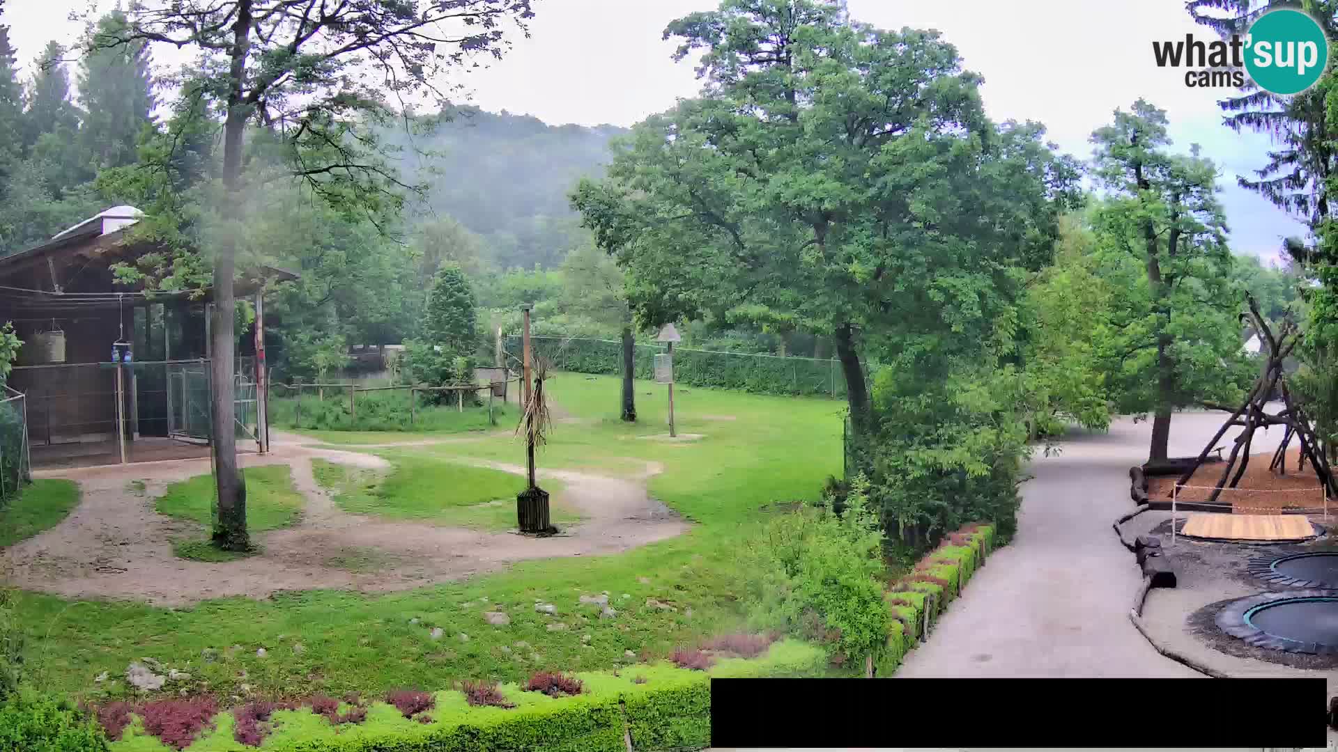 Webcam Zoo Ljubljana – Giraffes