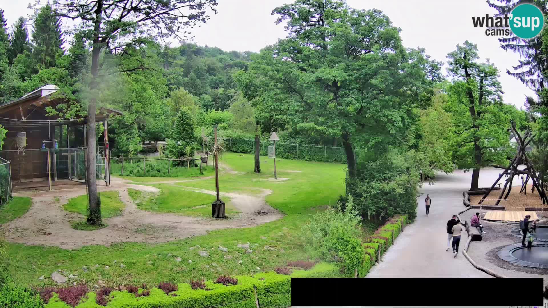 Webcam Zoo Ljubljana – Giraffes