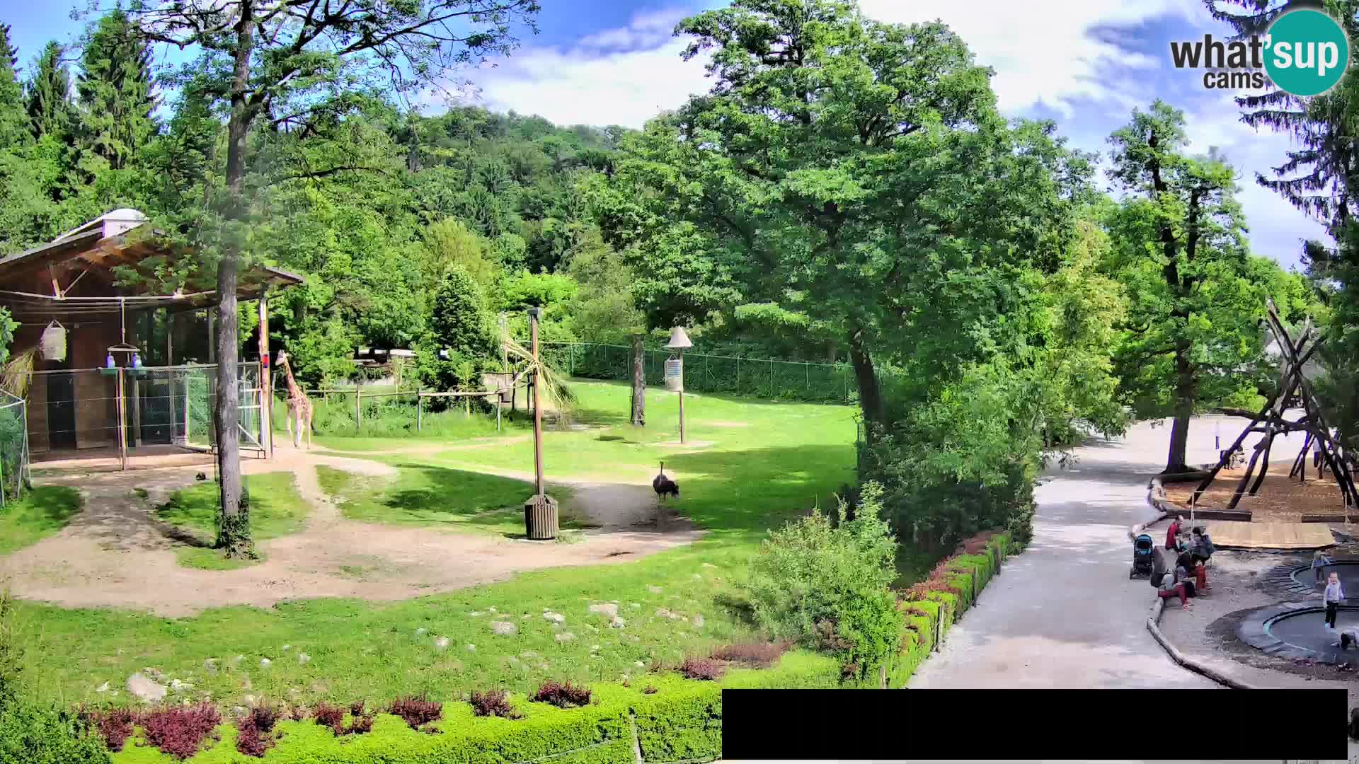 Webcam Zoo Ljubljana – Giraffen