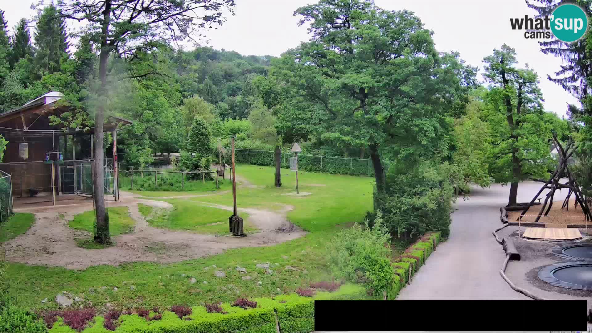 Spletna kamera Živalski vrt Ljubljana – Žirafe