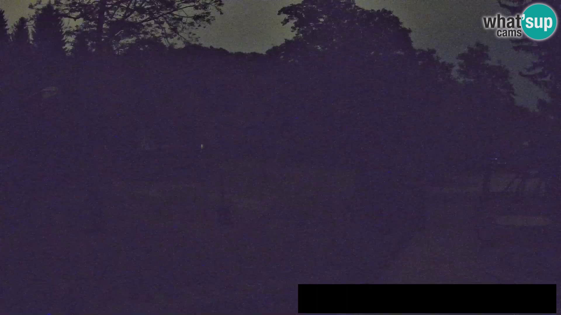 Webcam live Zoo Lubiana – Giraffe