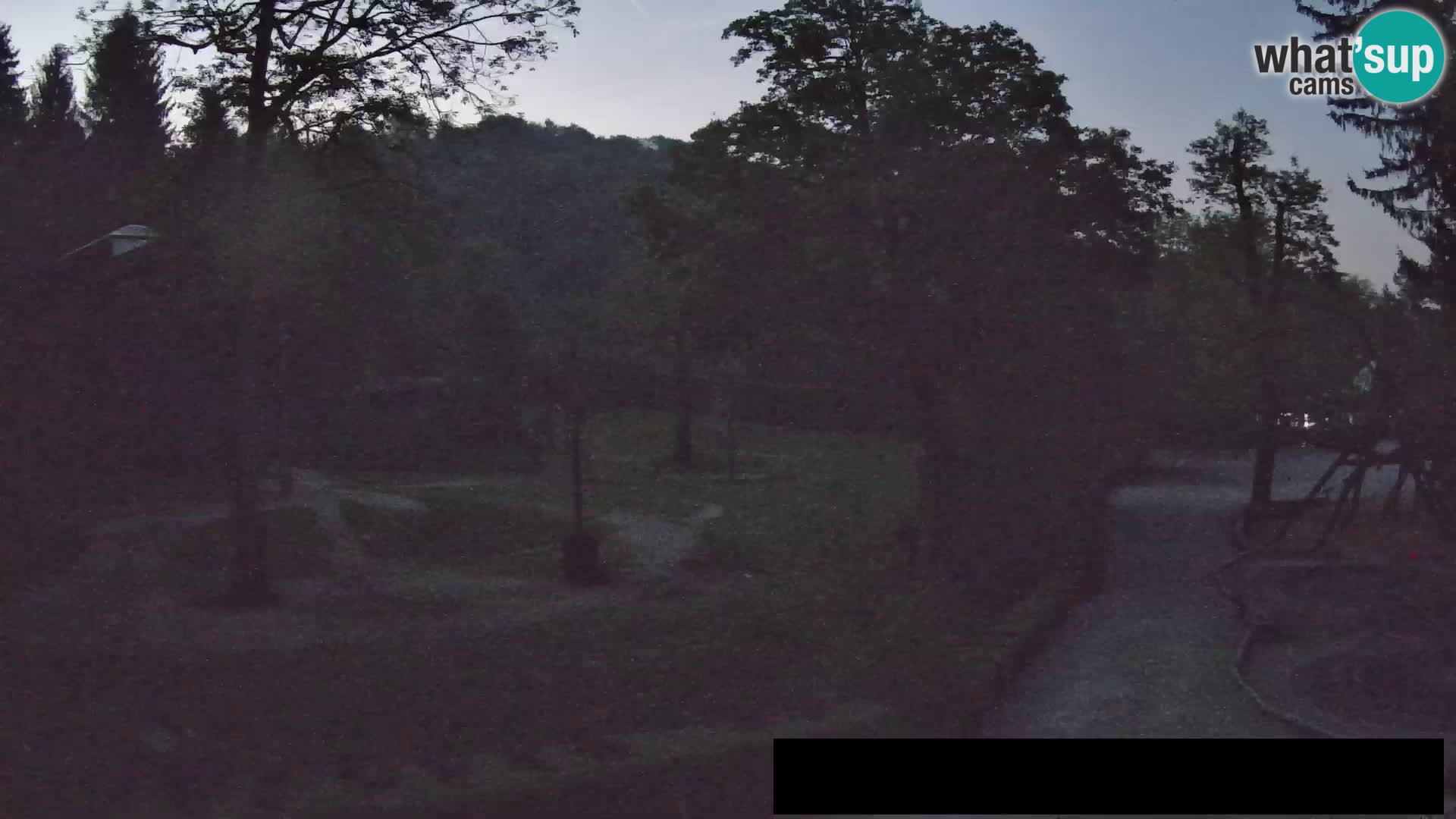 Webcam Zoo Ljubljana – Giraffen