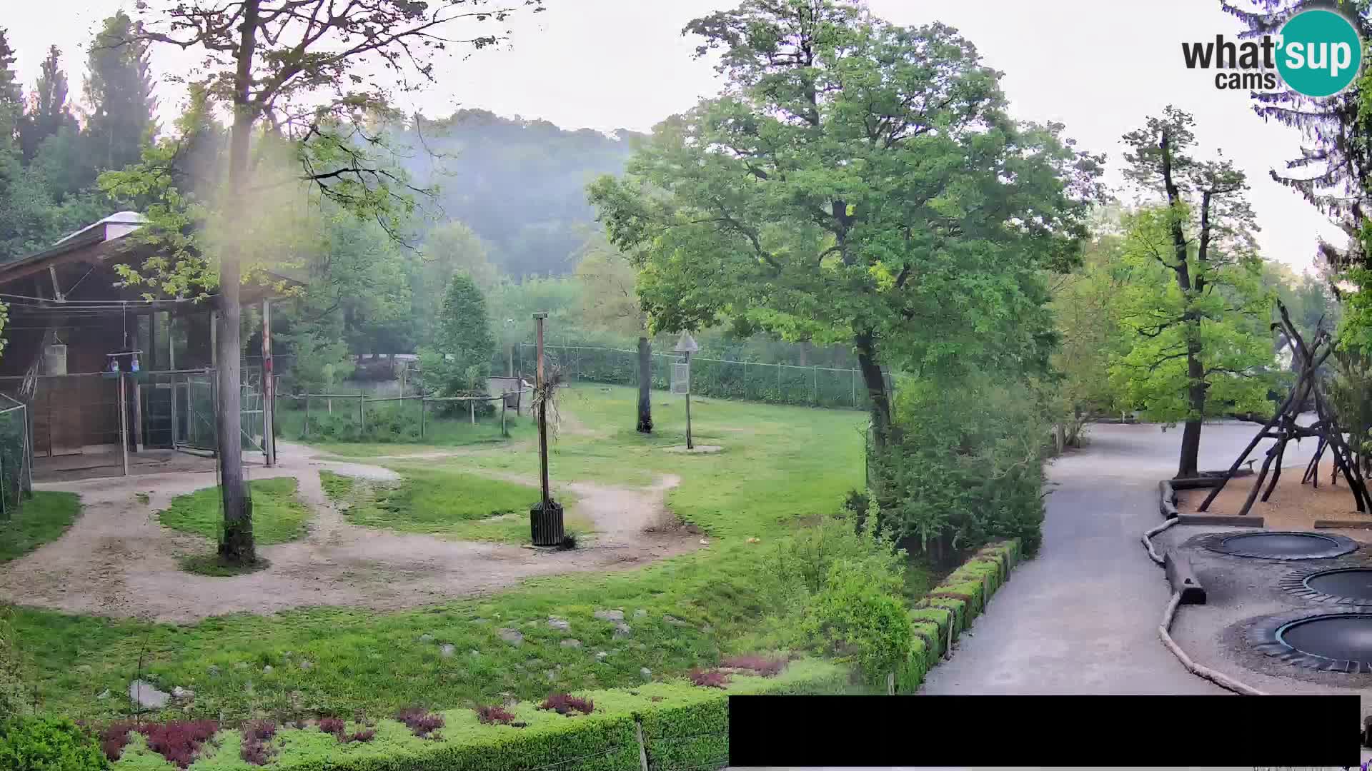 Webcam Zoo Ljubljana – Giraffen