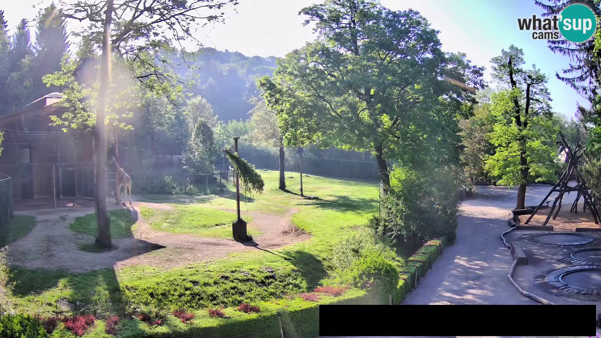 Webcam Zoo Ljubljana – Giraffes