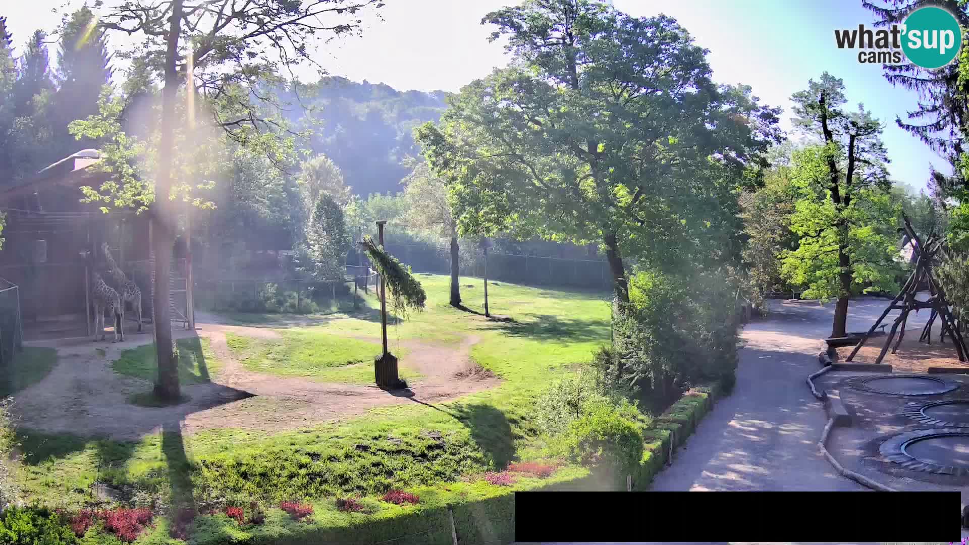 Webcam Zoo Ljubljana – Giraffen