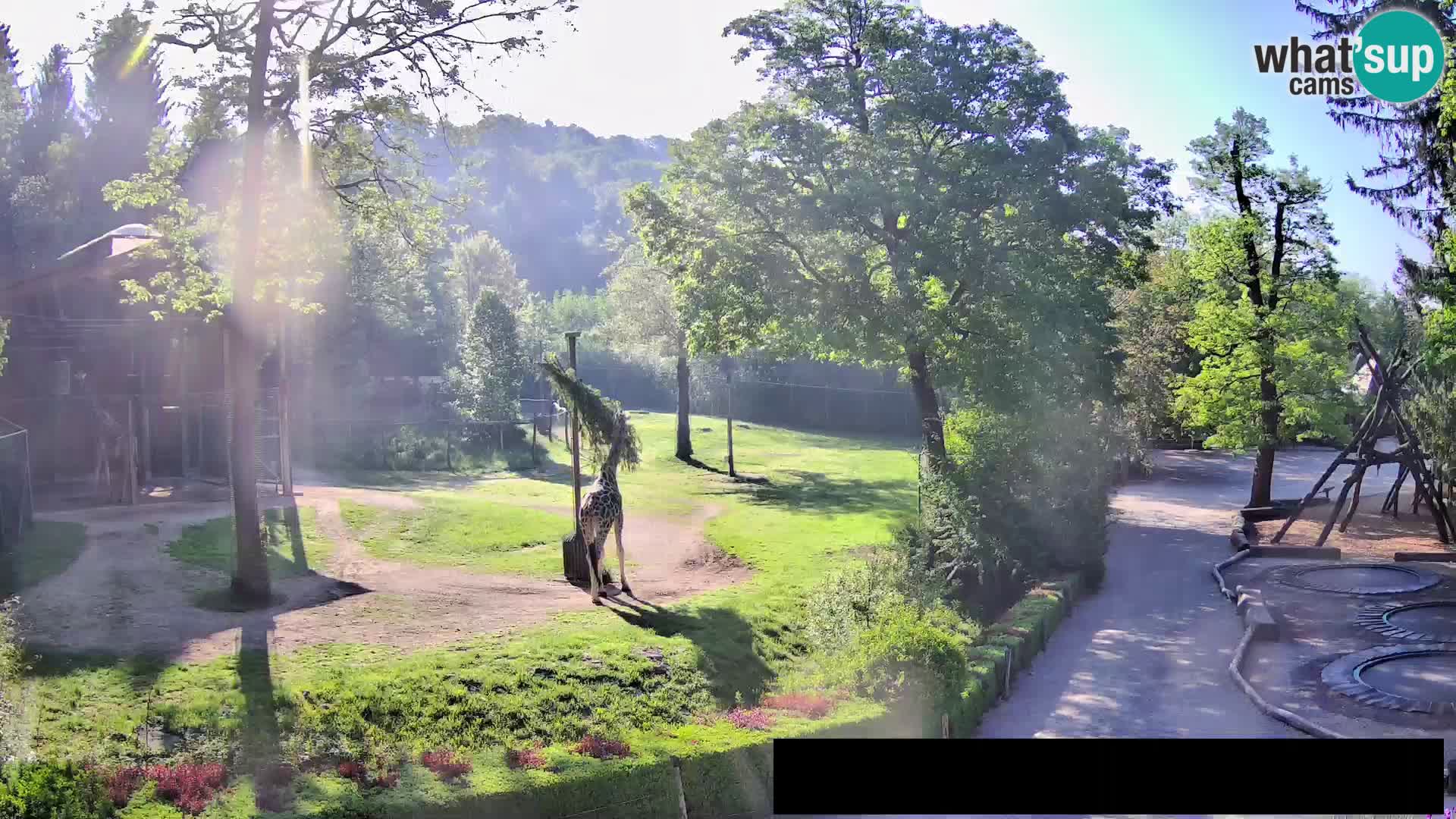 Webcam Zoo Ljubljana – Giraffes