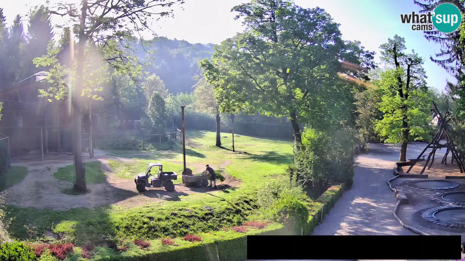 Webcam Zoo Ljubljana – Giraffen