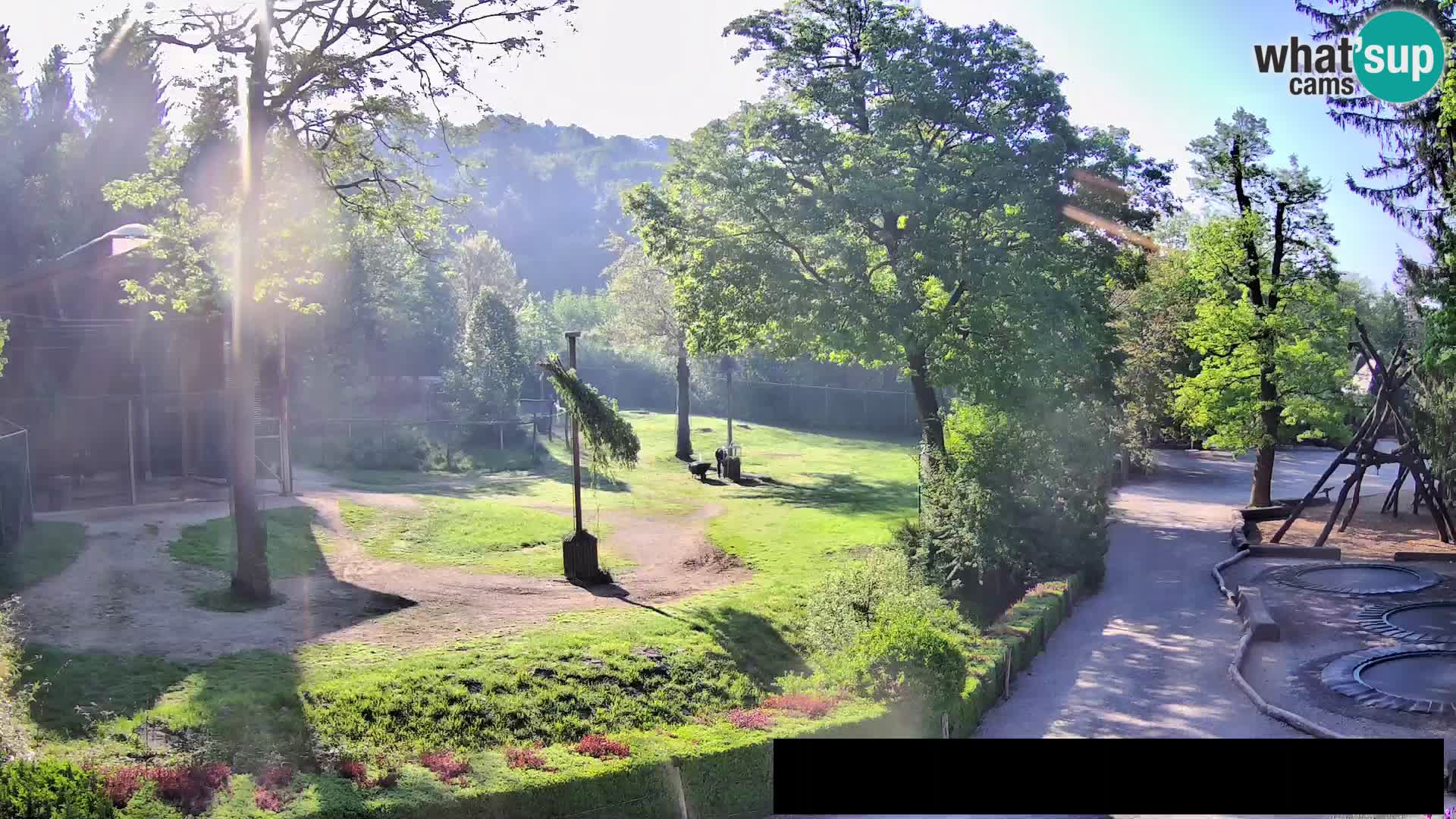 Webcam Zoo Ljubljana – Giraffes