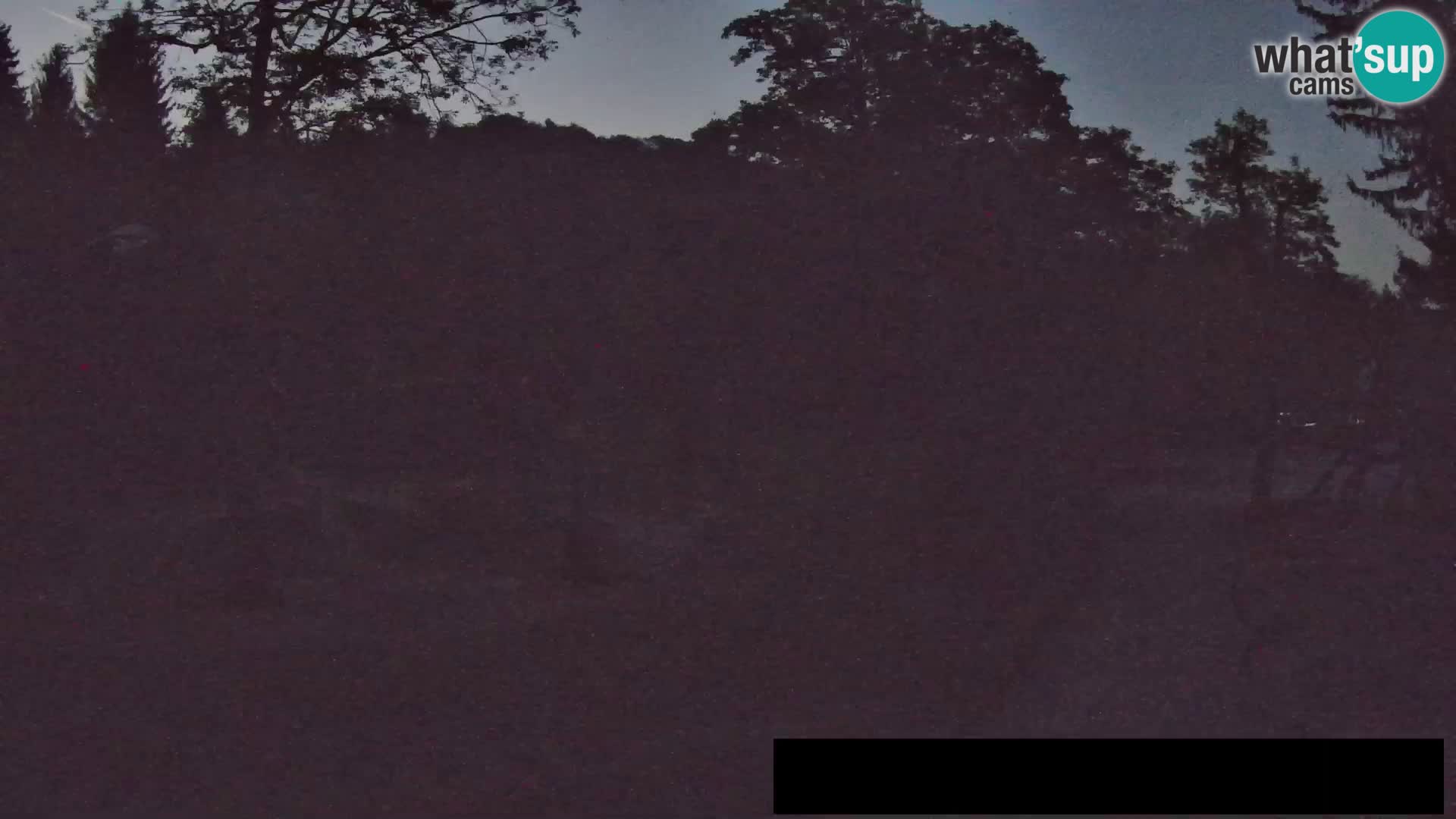 Webcam Zoo Ljubljana – Giraffes