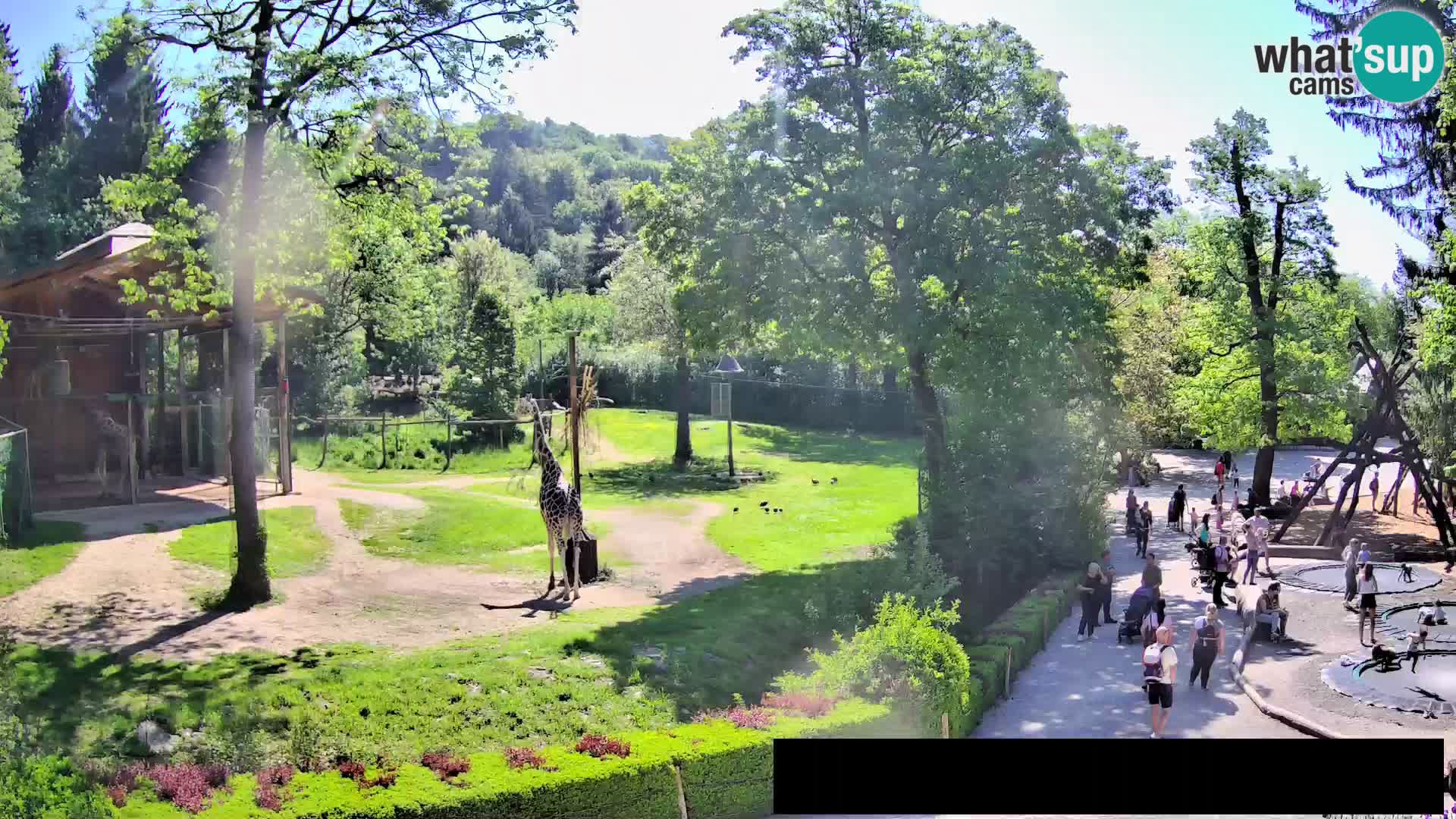 Webcam Zoo Ljubljana – Giraffes