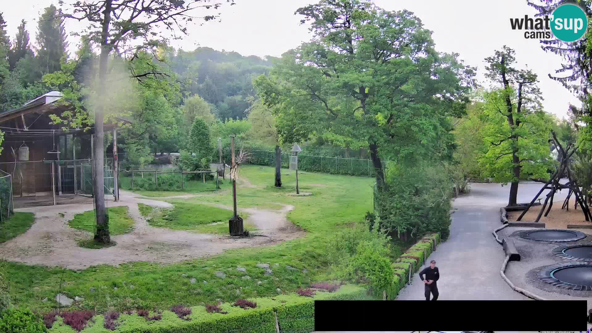 Webcam Zoo Ljubljana – Giraffen