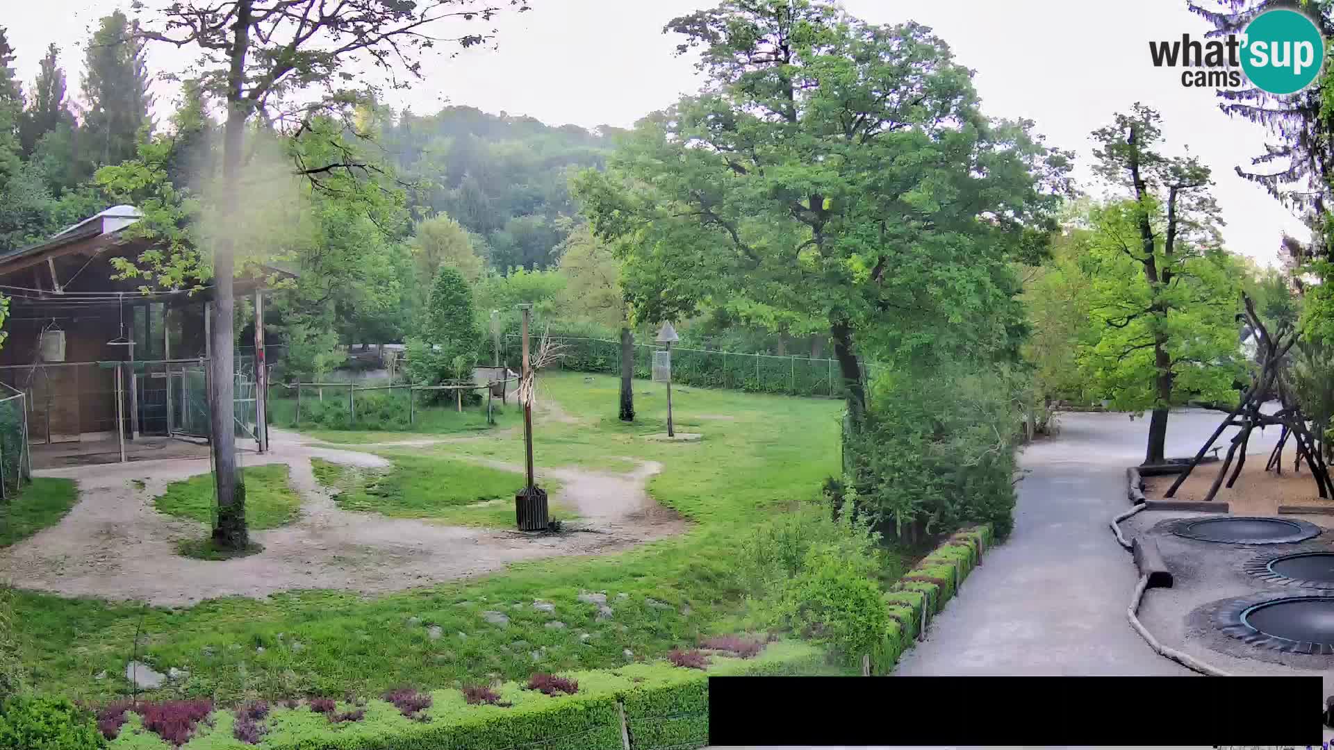 Webcam Zoo Ljubljana – Jirafas
