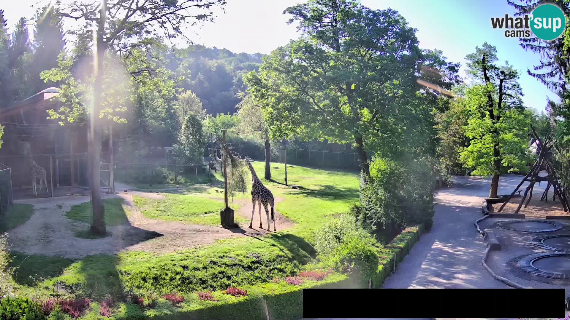 Webcam Zoo Ljubljana – Giraffen