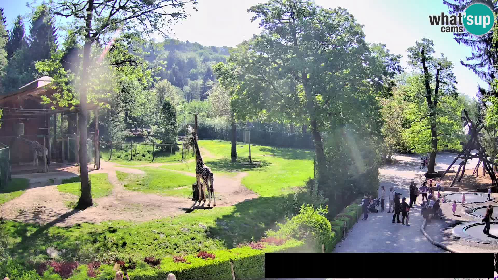 Webcam Zoo Ljubljana – Giraffen