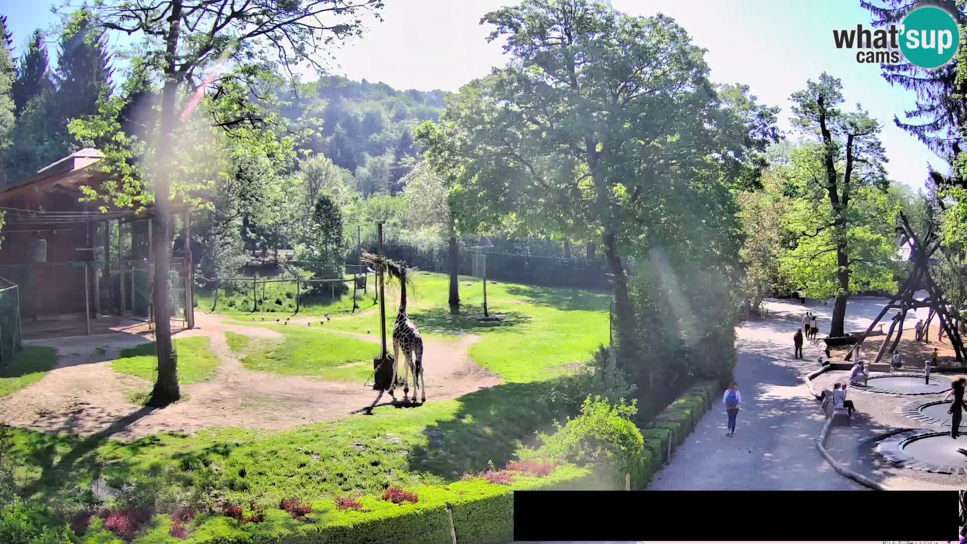 Webcam Zoo Ljubljana – Giraffes