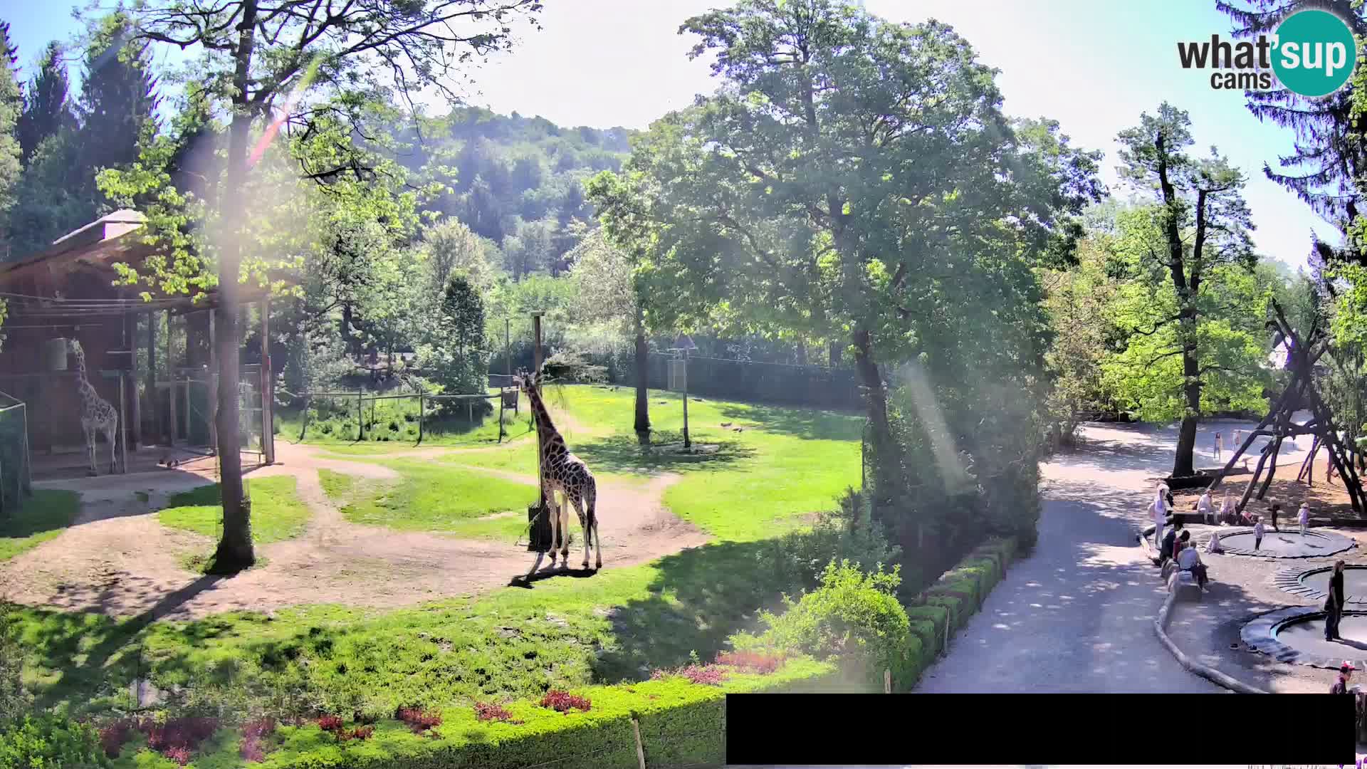 Webcam Zoo Ljubljana – Giraffes