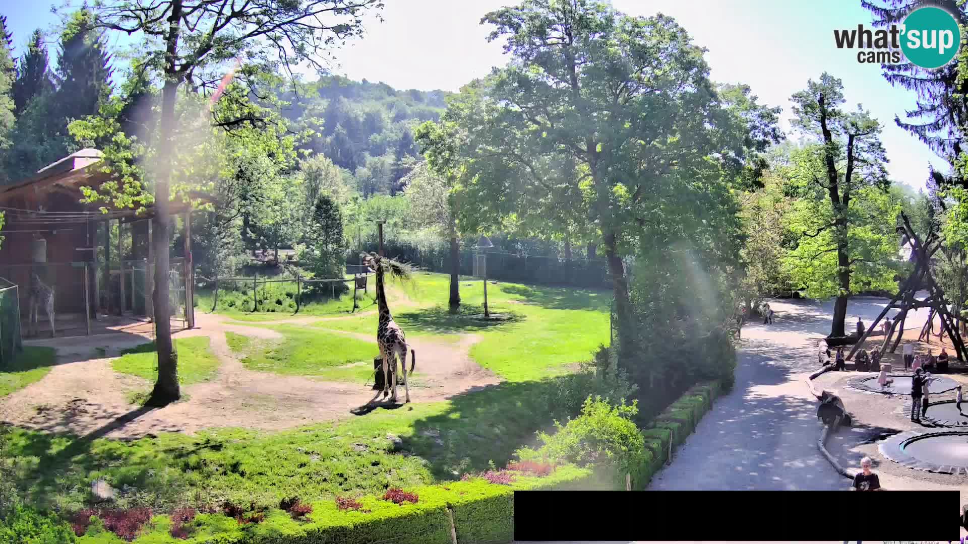 Webcam Zoo Ljubljana – Giraffes