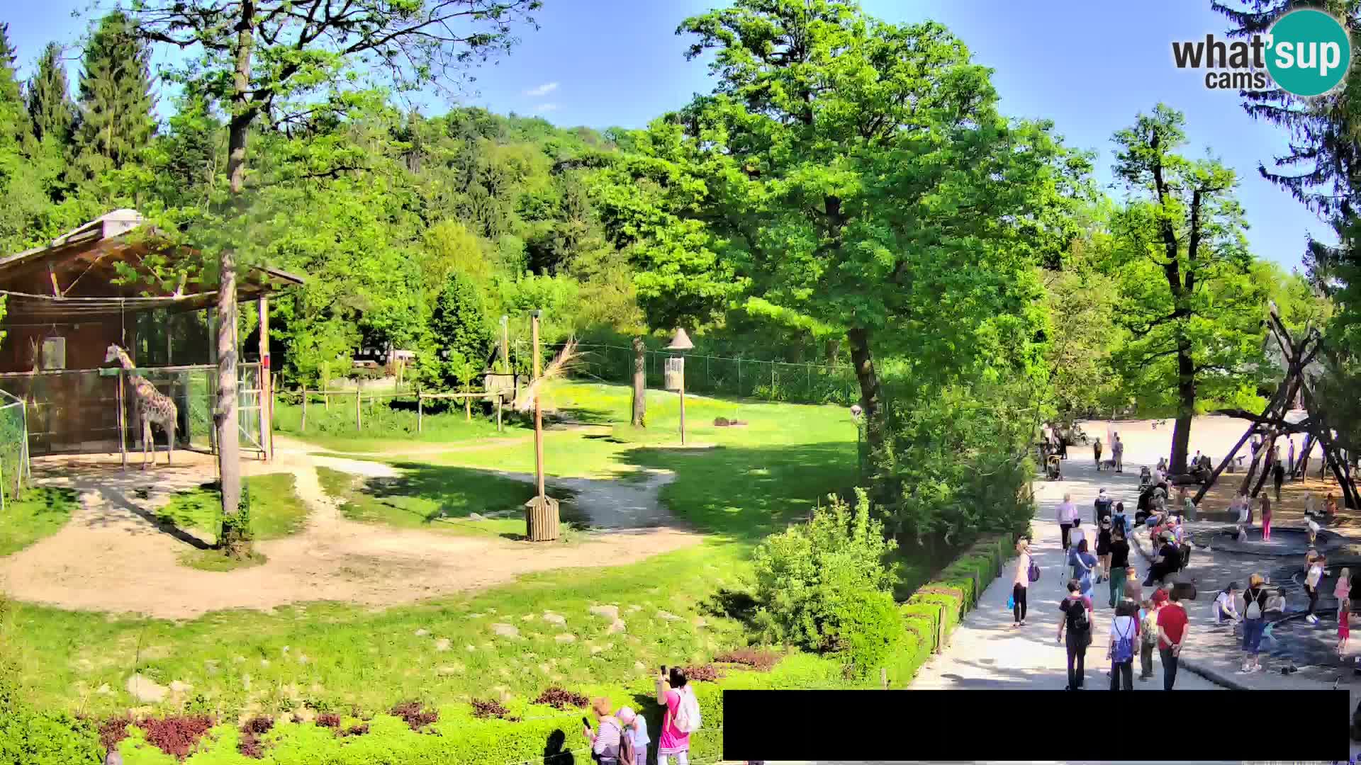 Webcam Zoo Ljubljana – Giraffes