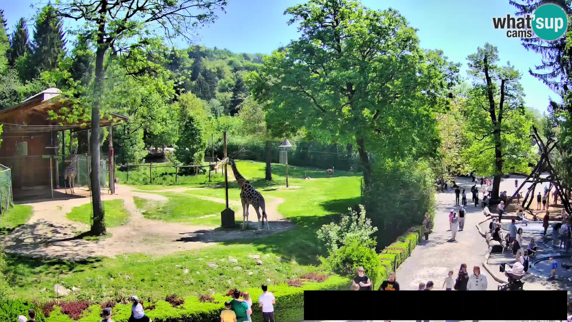 Webcam live Zoo Lubiana – Giraffe
