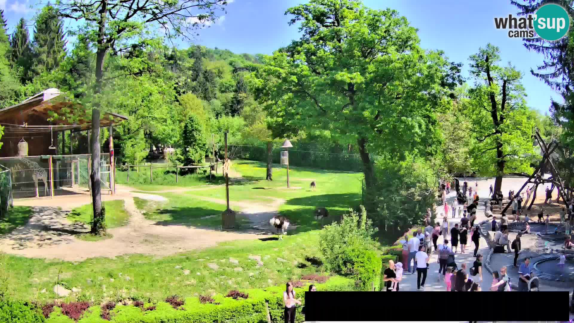 Webcam Zoo Ljubljana – Jirafas