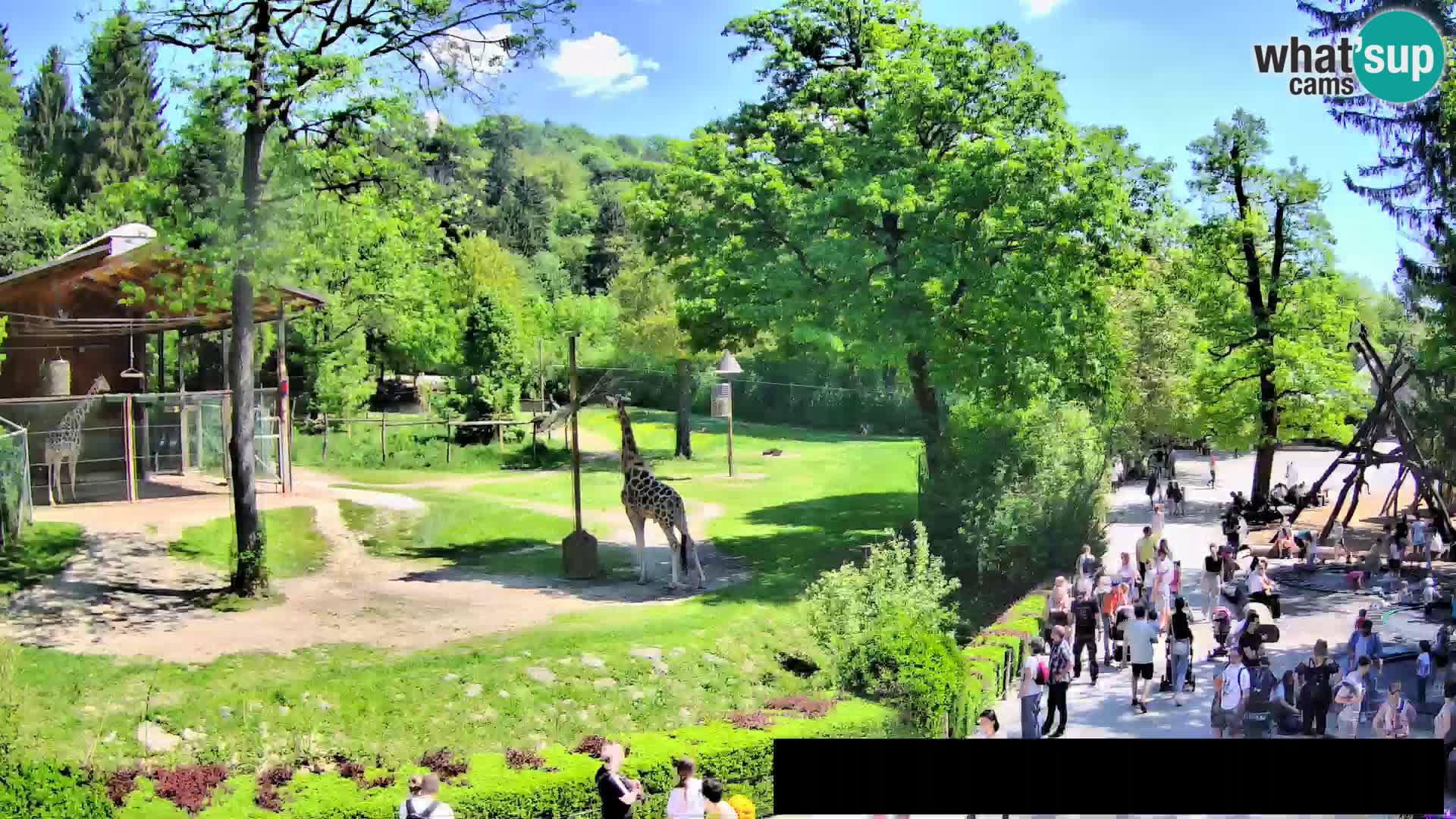 Webcam Zoo Ljubljana – Giraffen