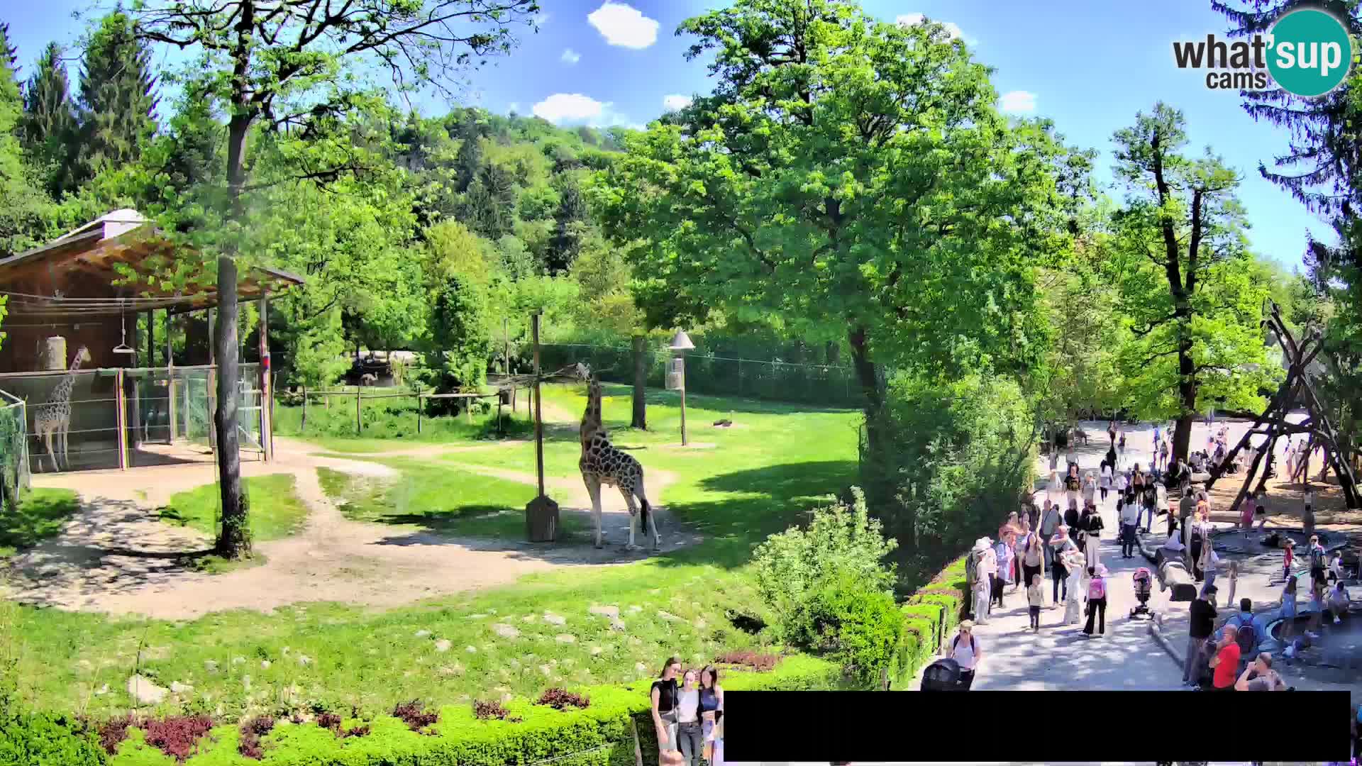 Webcam Zoo Ljubljana – Giraffes