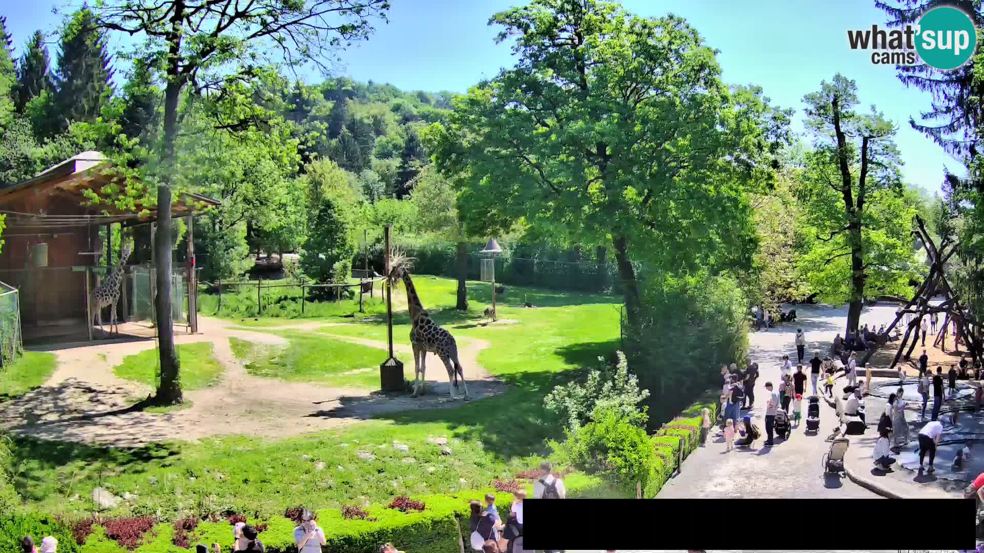 Webcam Zoo Ljubljana – Giraffen