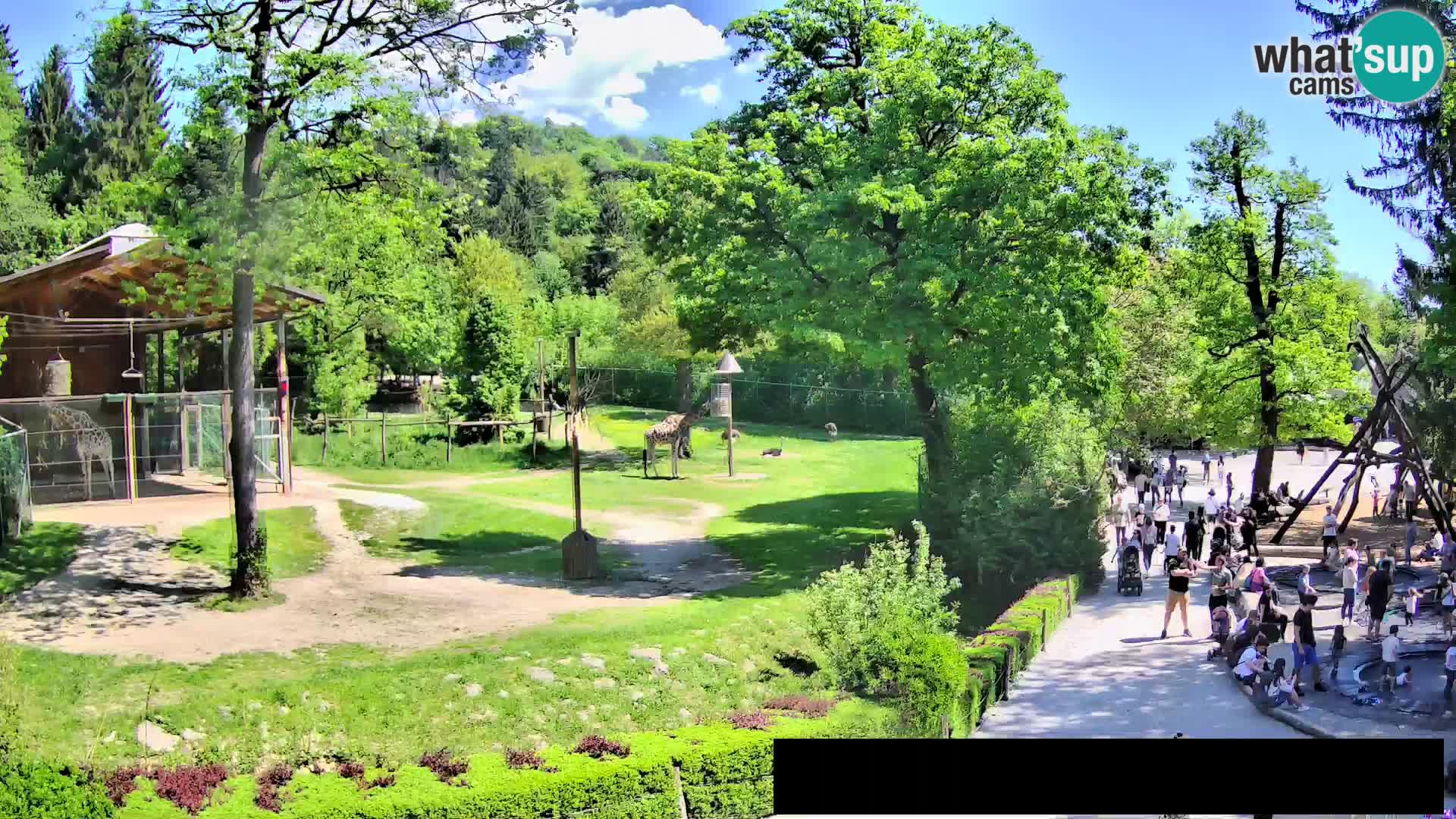 Webcam Zoo Ljubljana – Jirafas