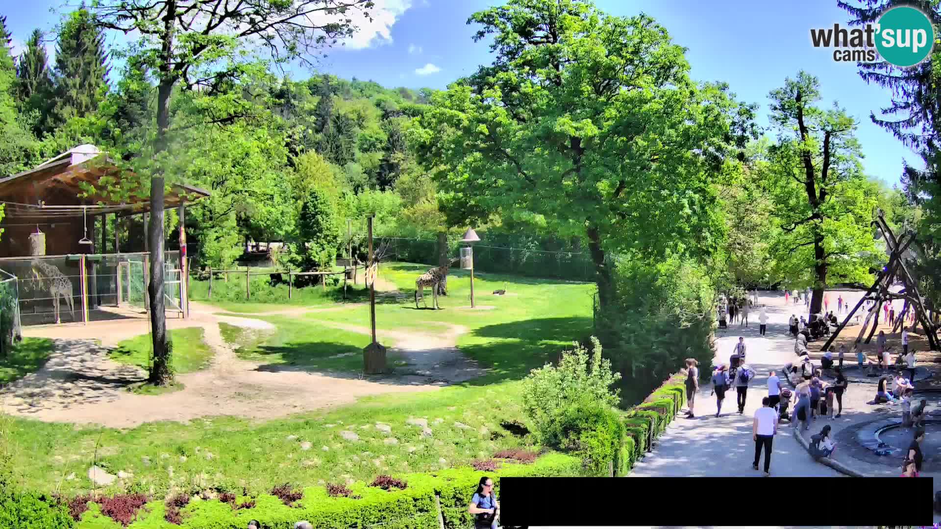 Webcam Zoo Ljubljana – Giraffes