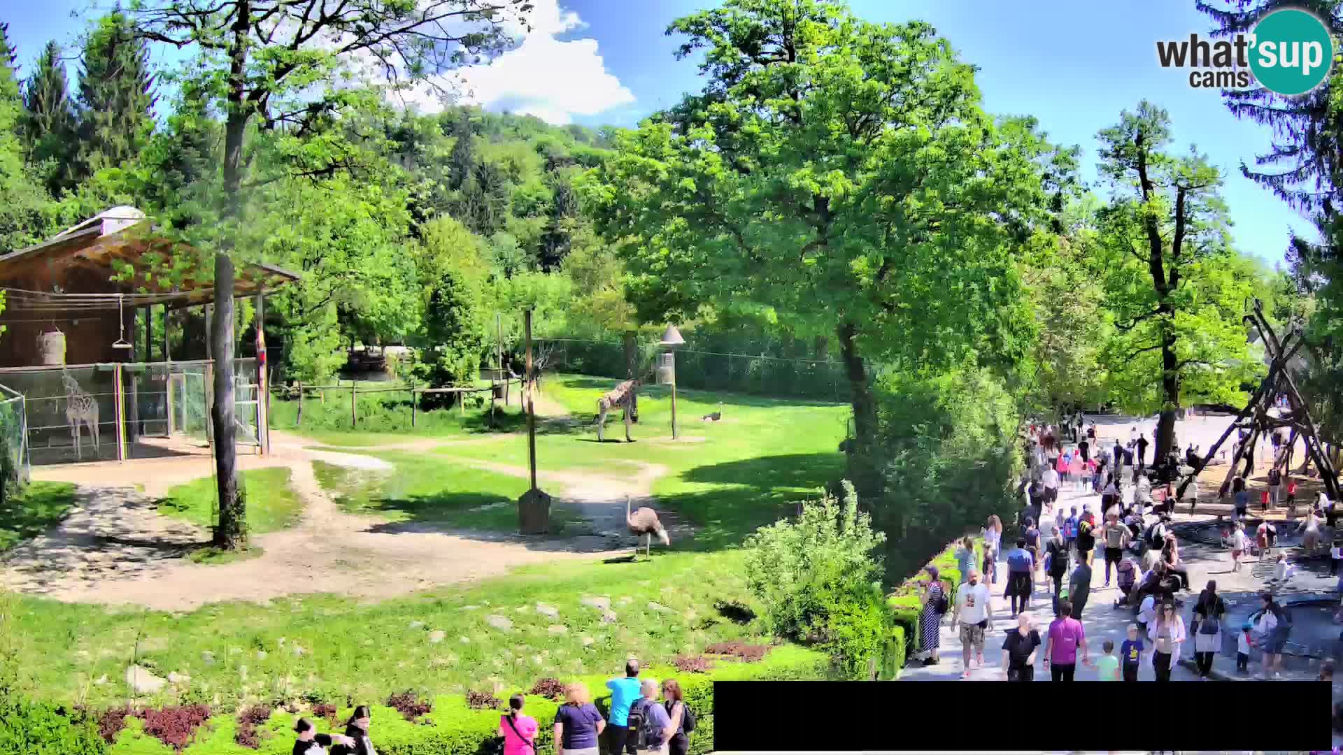 Web kamera Zoo Ljubljana – Žirafe