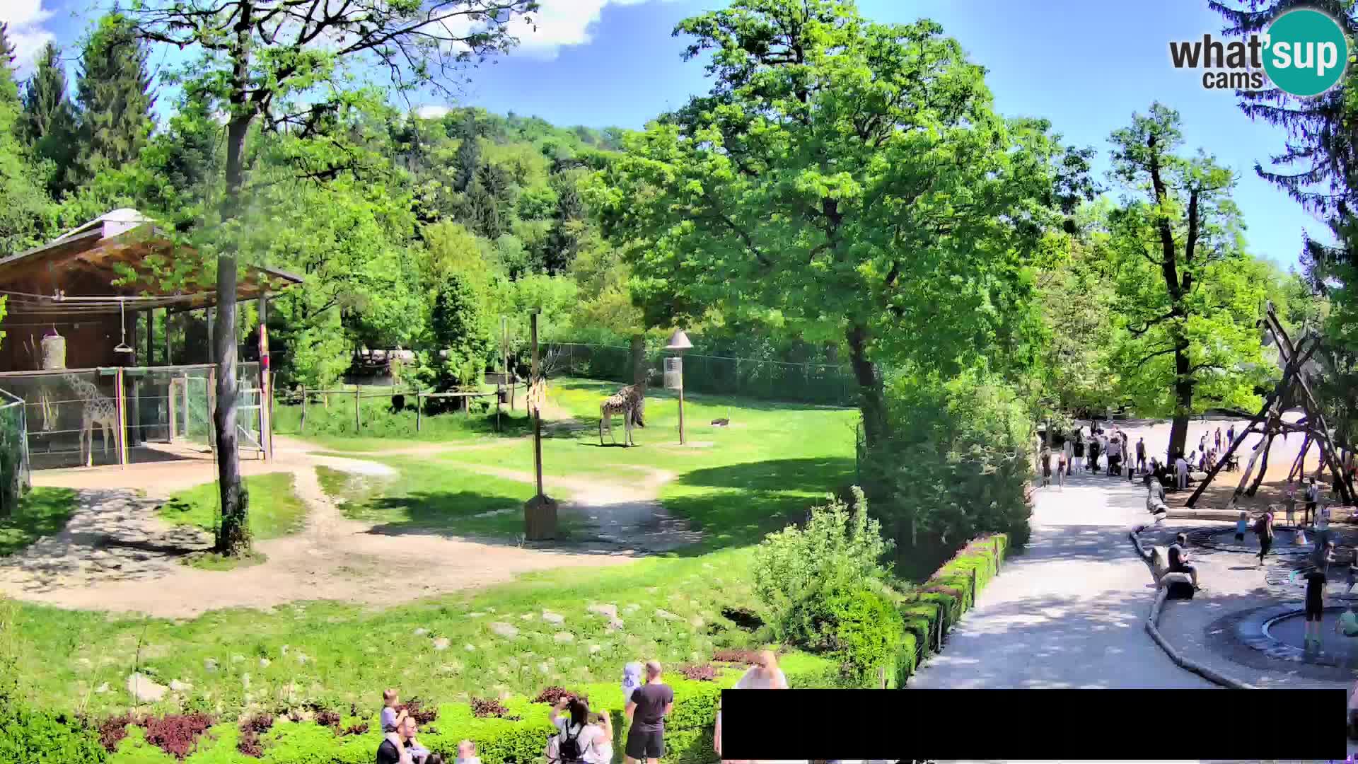 Webcam Zoo Ljubljana – Giraffen