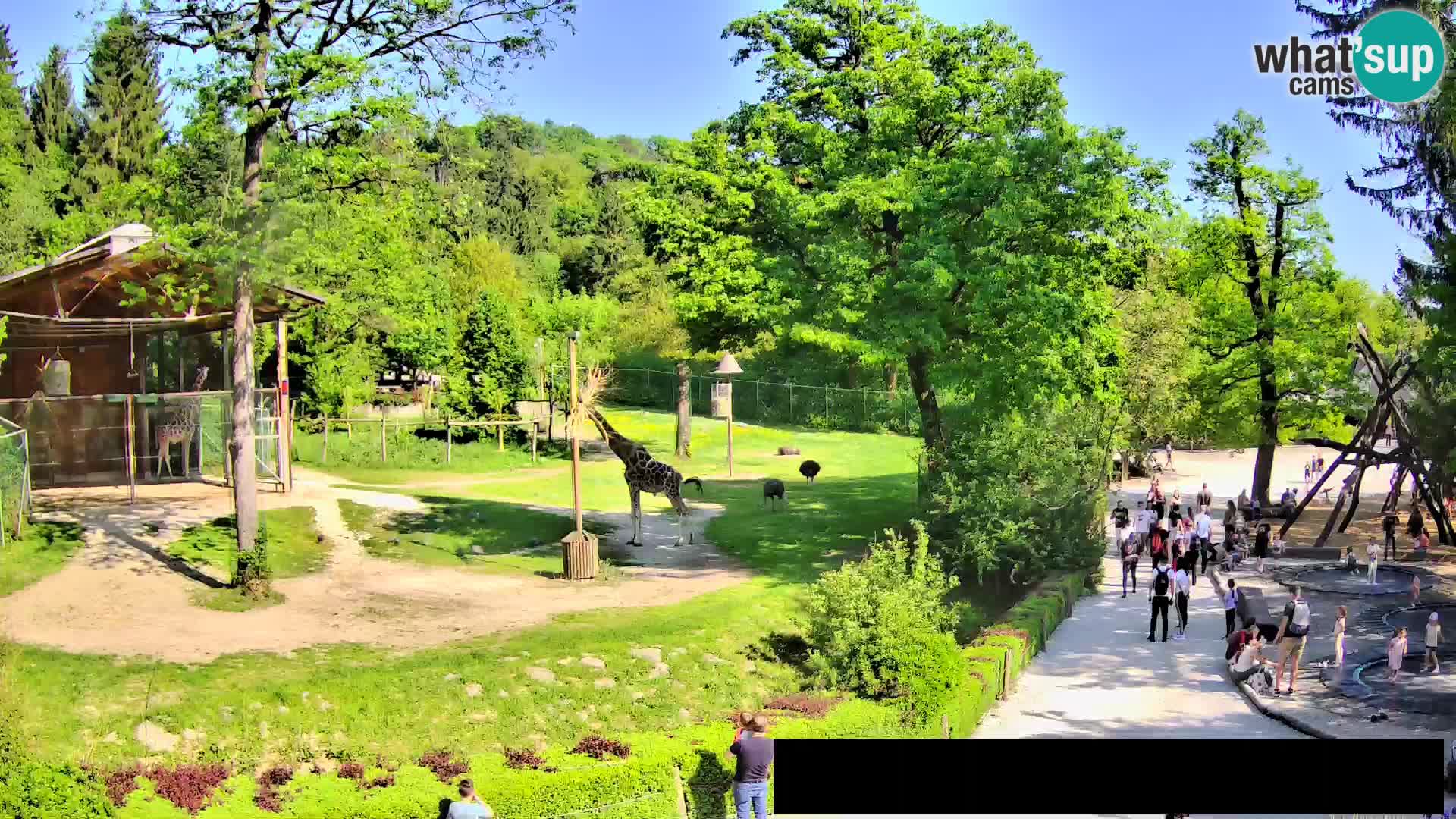 Webcam Zoo Ljubljana – Giraffes