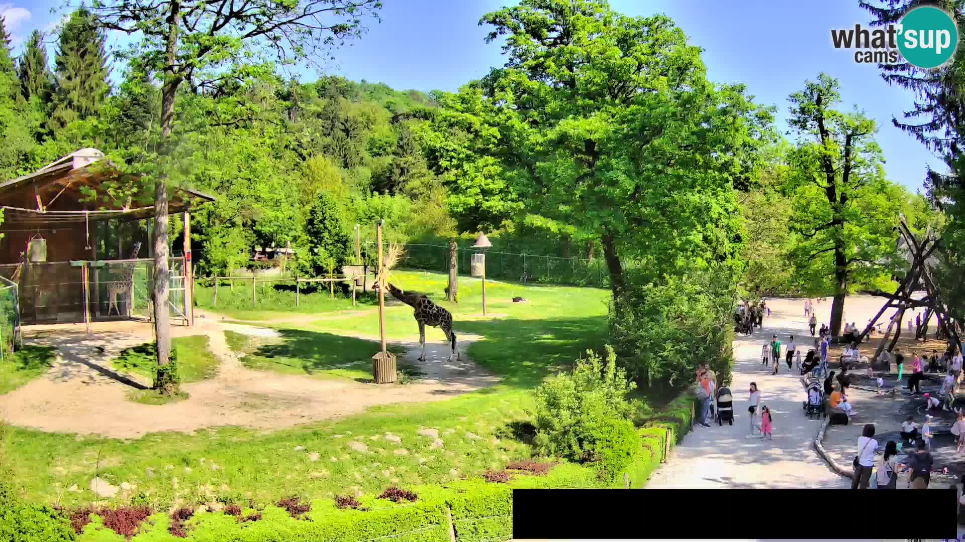 Spletna kamera Živalski vrt Ljubljana – Žirafe