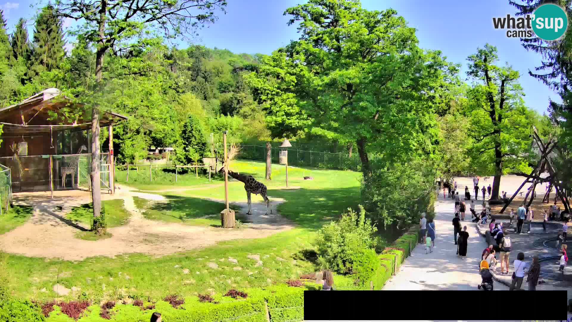 Webcam Zoo Ljubljana – Jirafas