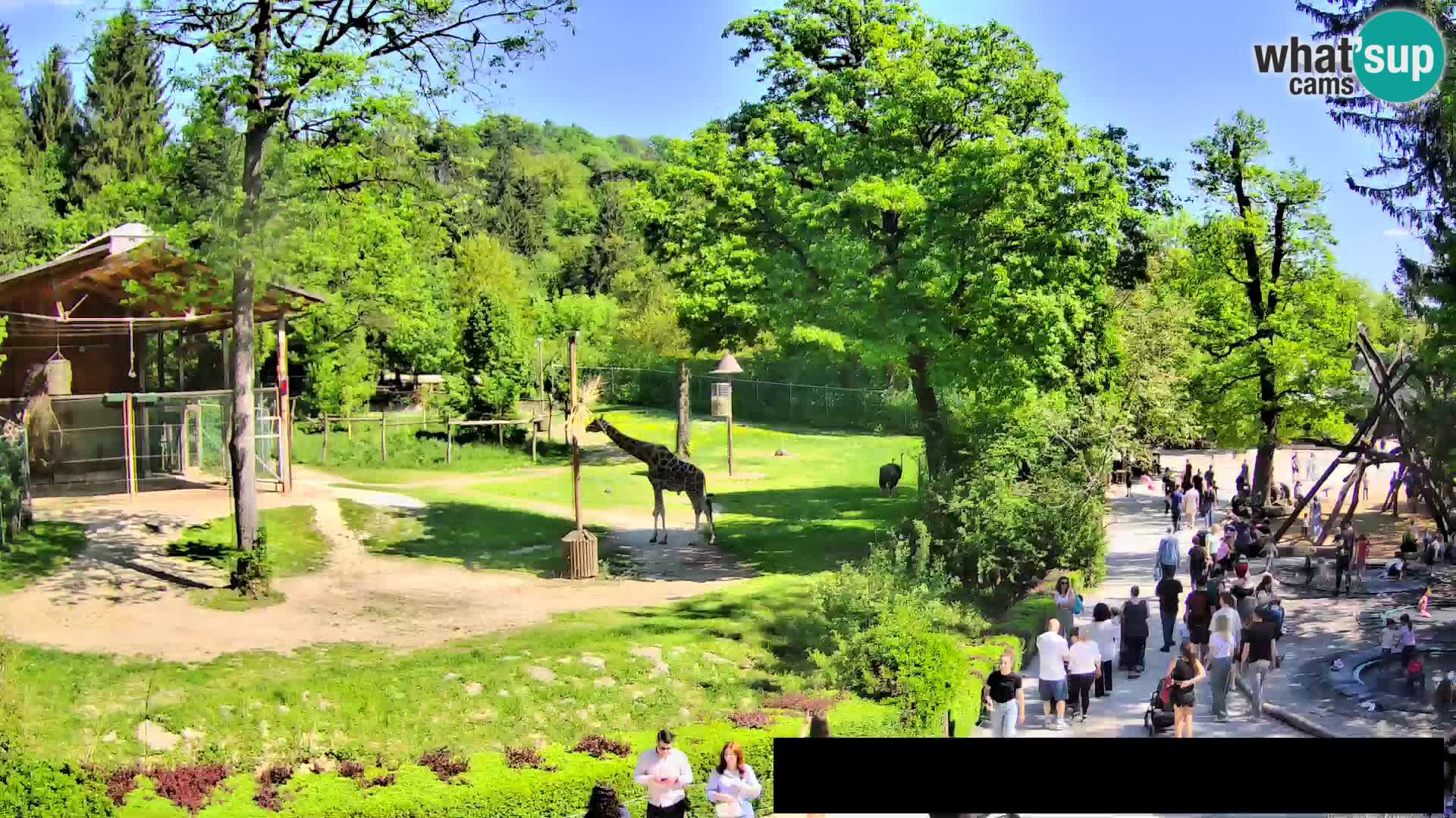Webcam live Zoo Lubiana – Giraffe