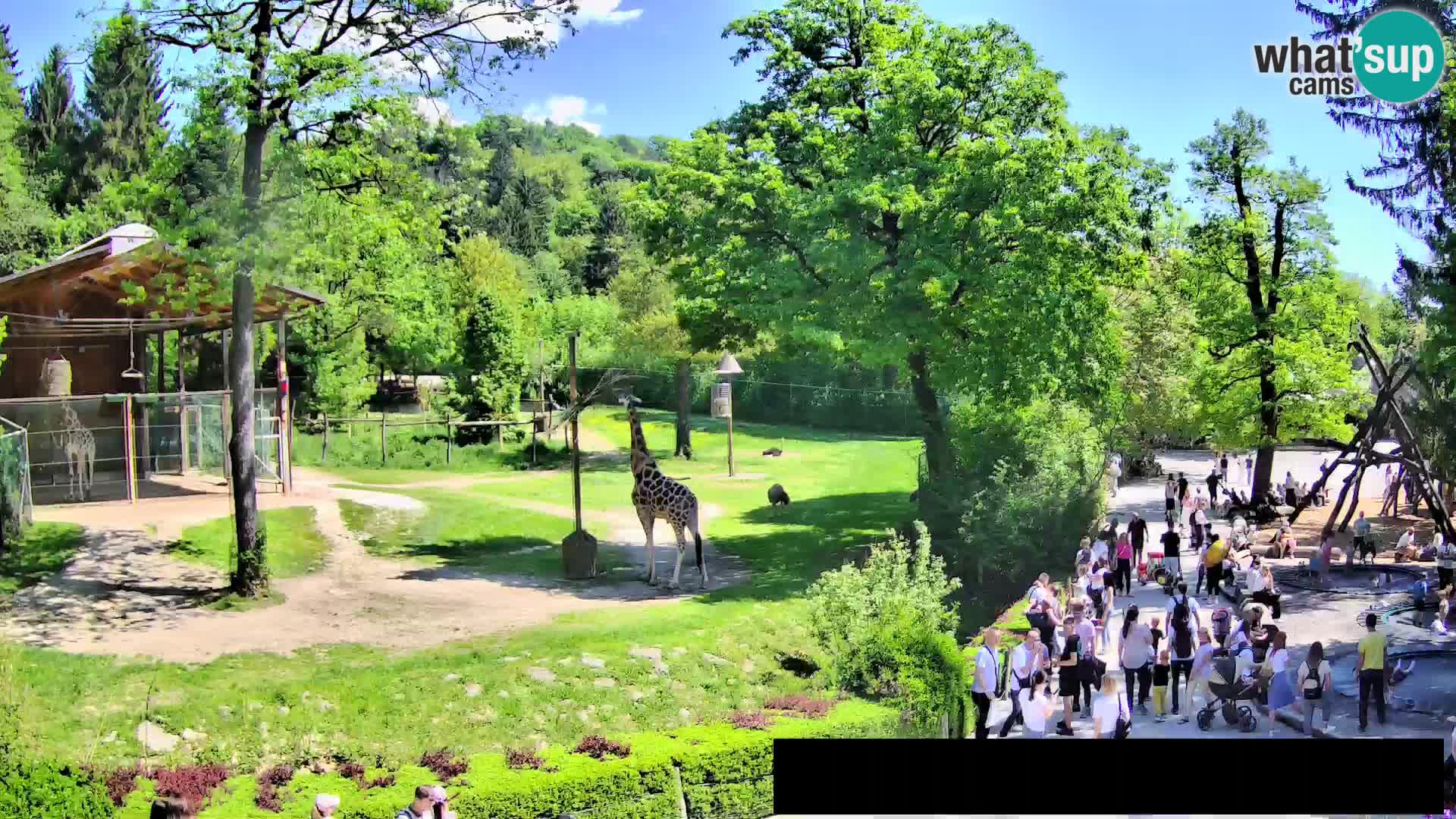 Webcam Zoo Ljubljana – Giraffen
