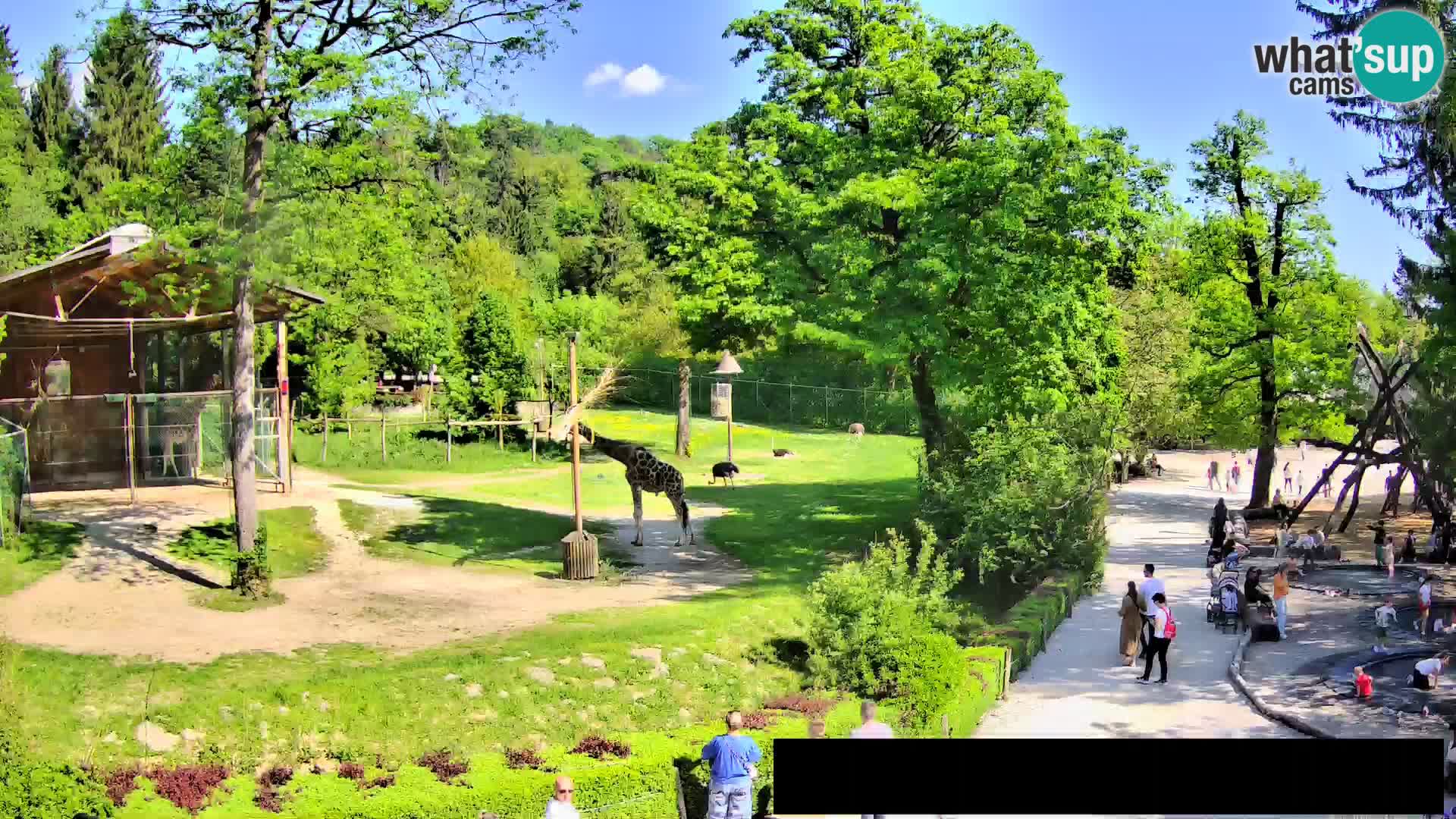 Spletna kamera Živalski vrt Ljubljana – Žirafe