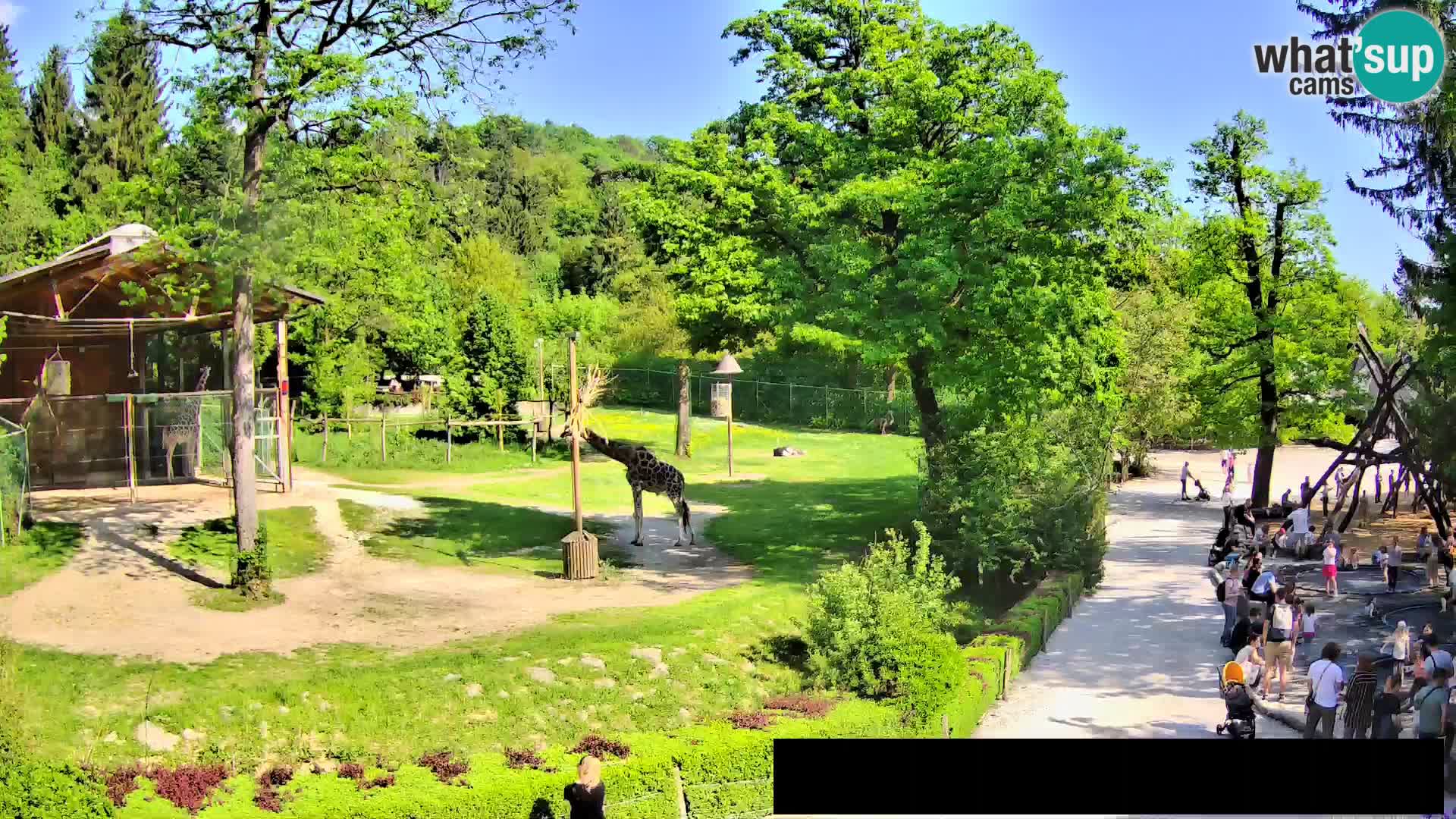 Web kamera Zoo Ljubljana – Žirafe