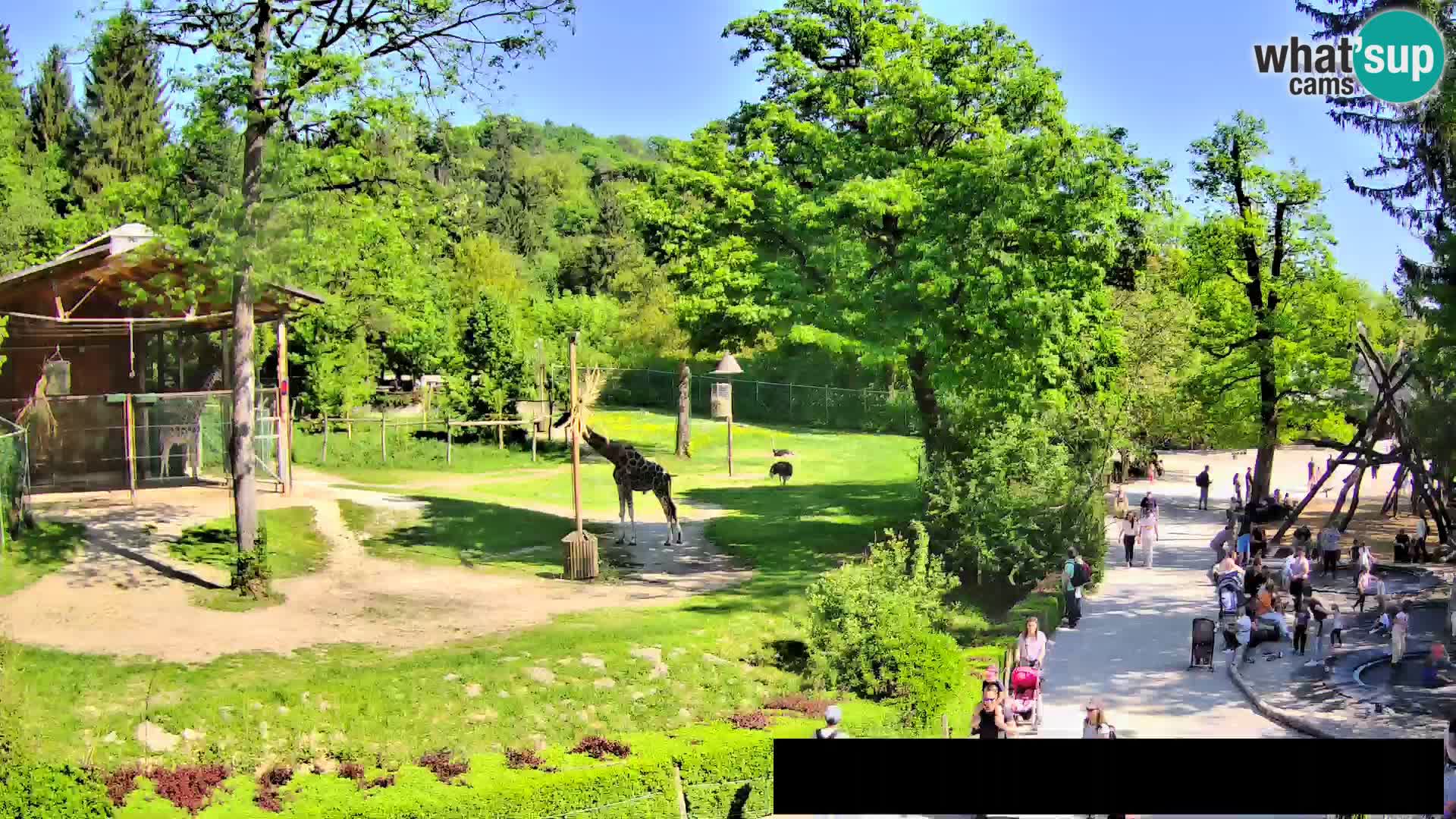 Webcam live Zoo Lubiana – Giraffe