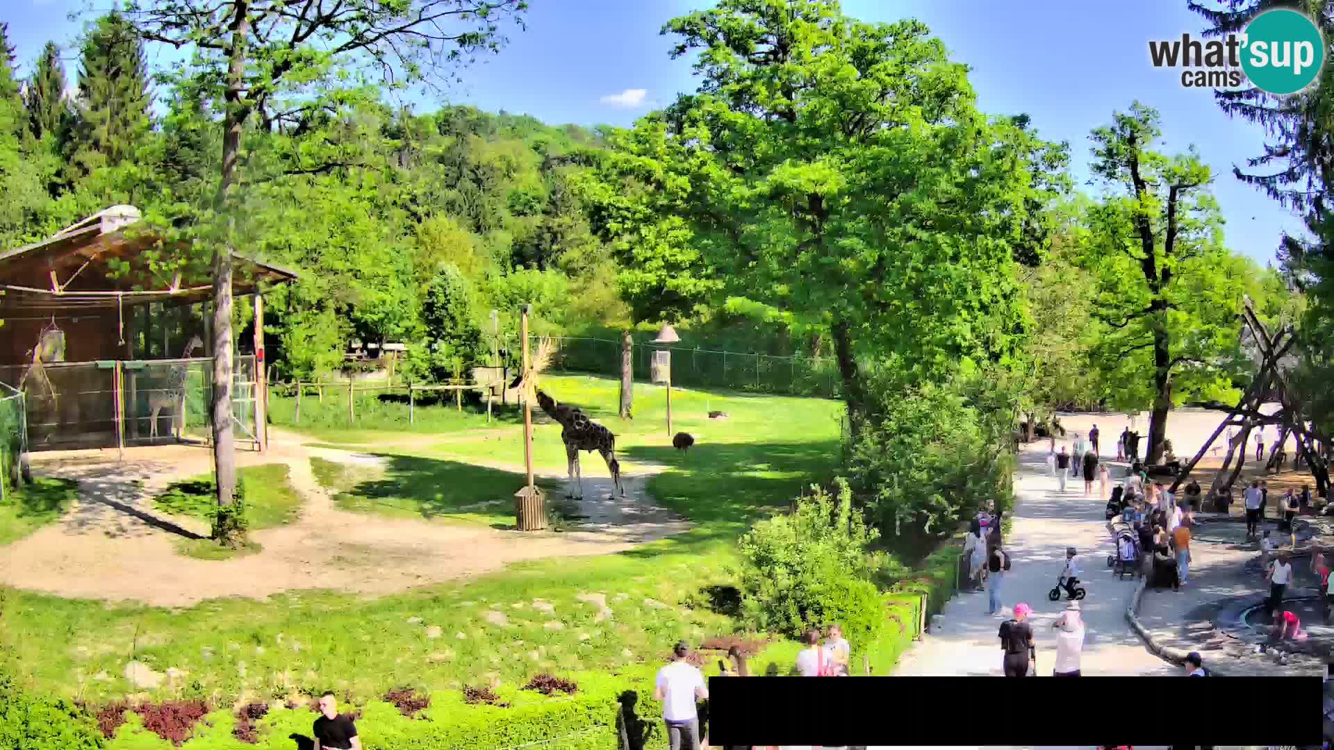 Webcam Zoo Ljubljana – Jirafas