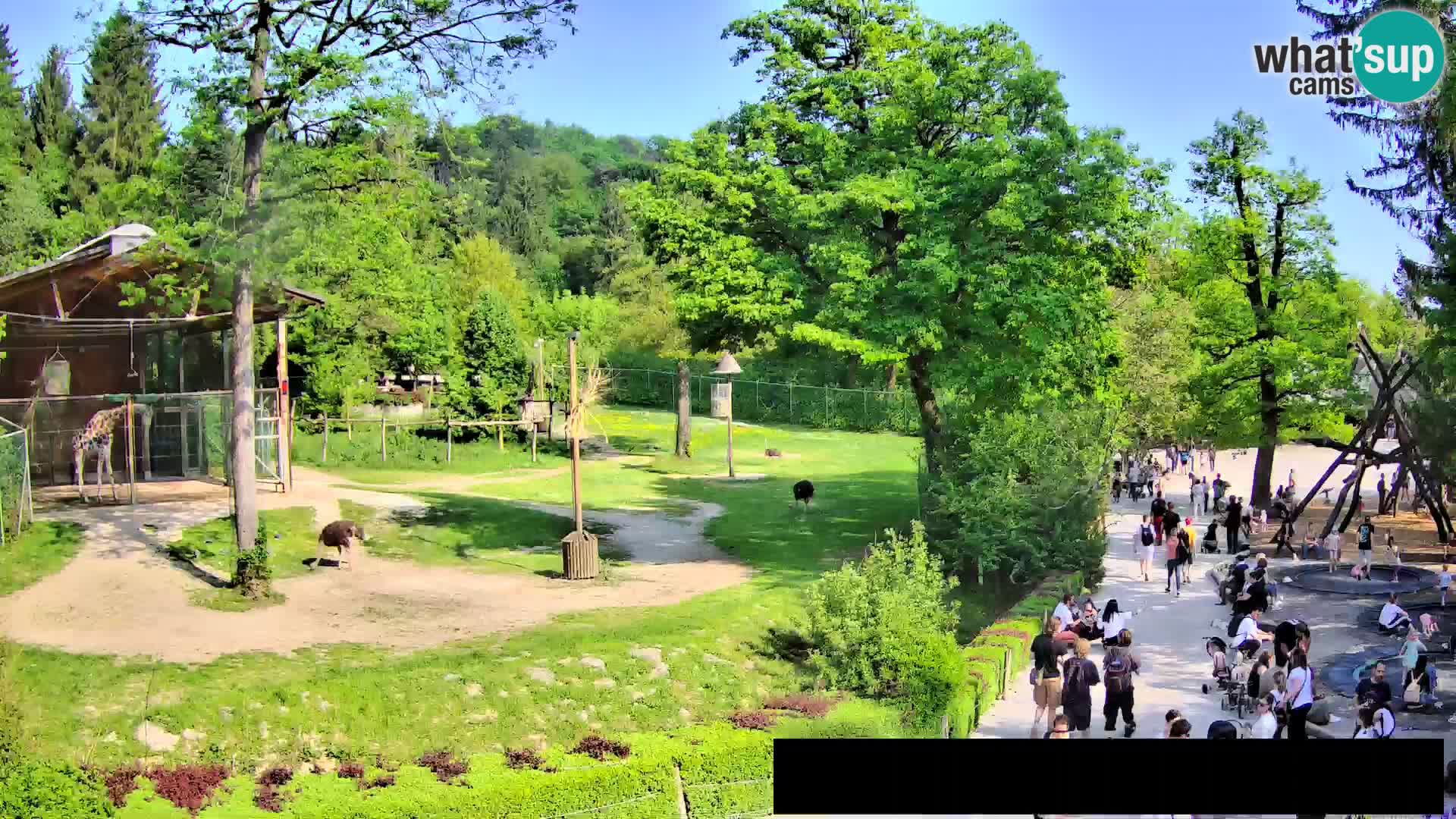 Webcam Zoo Ljubljana – Giraffes